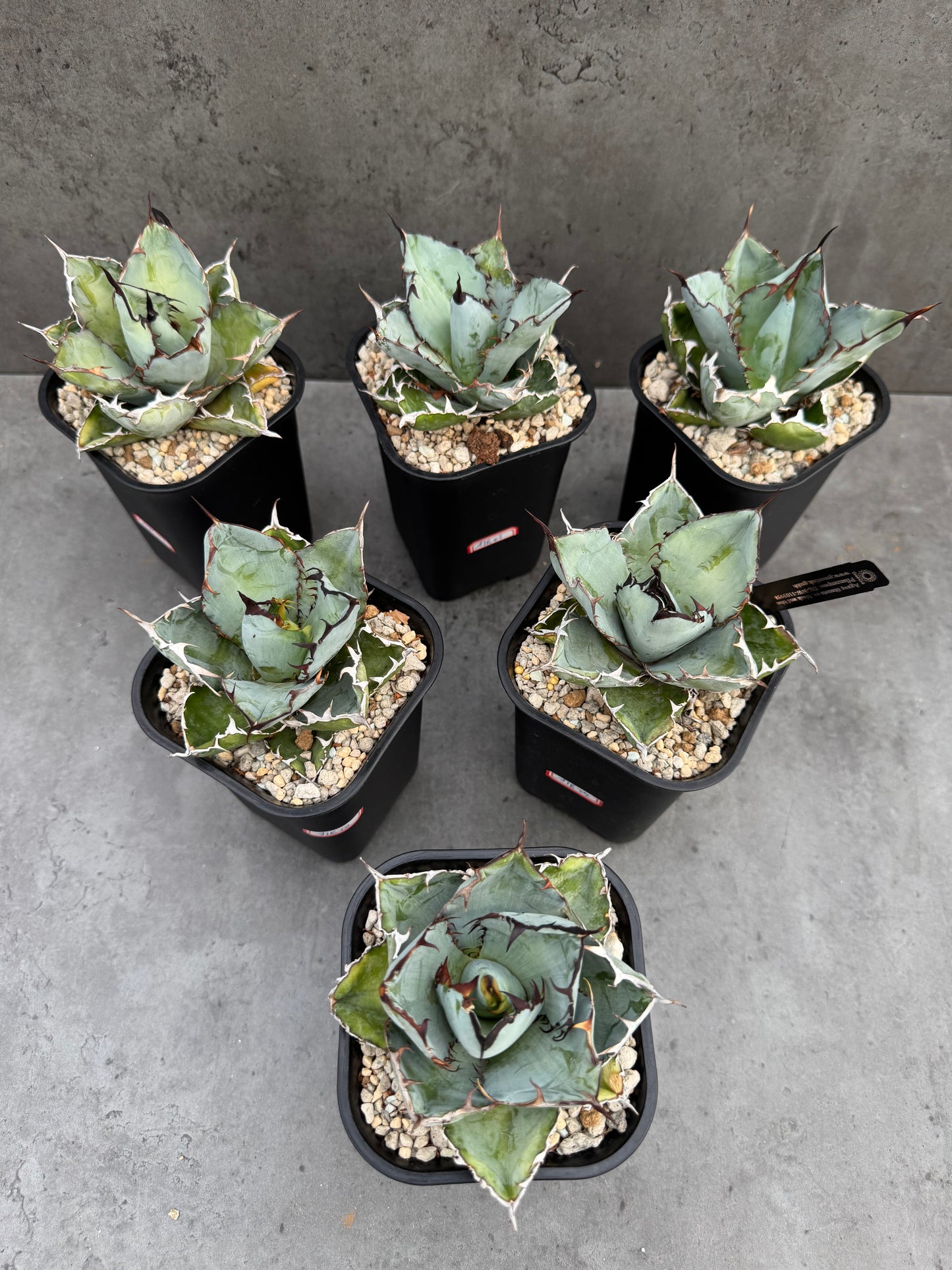 Agave Titanota cv. Black and Blue
