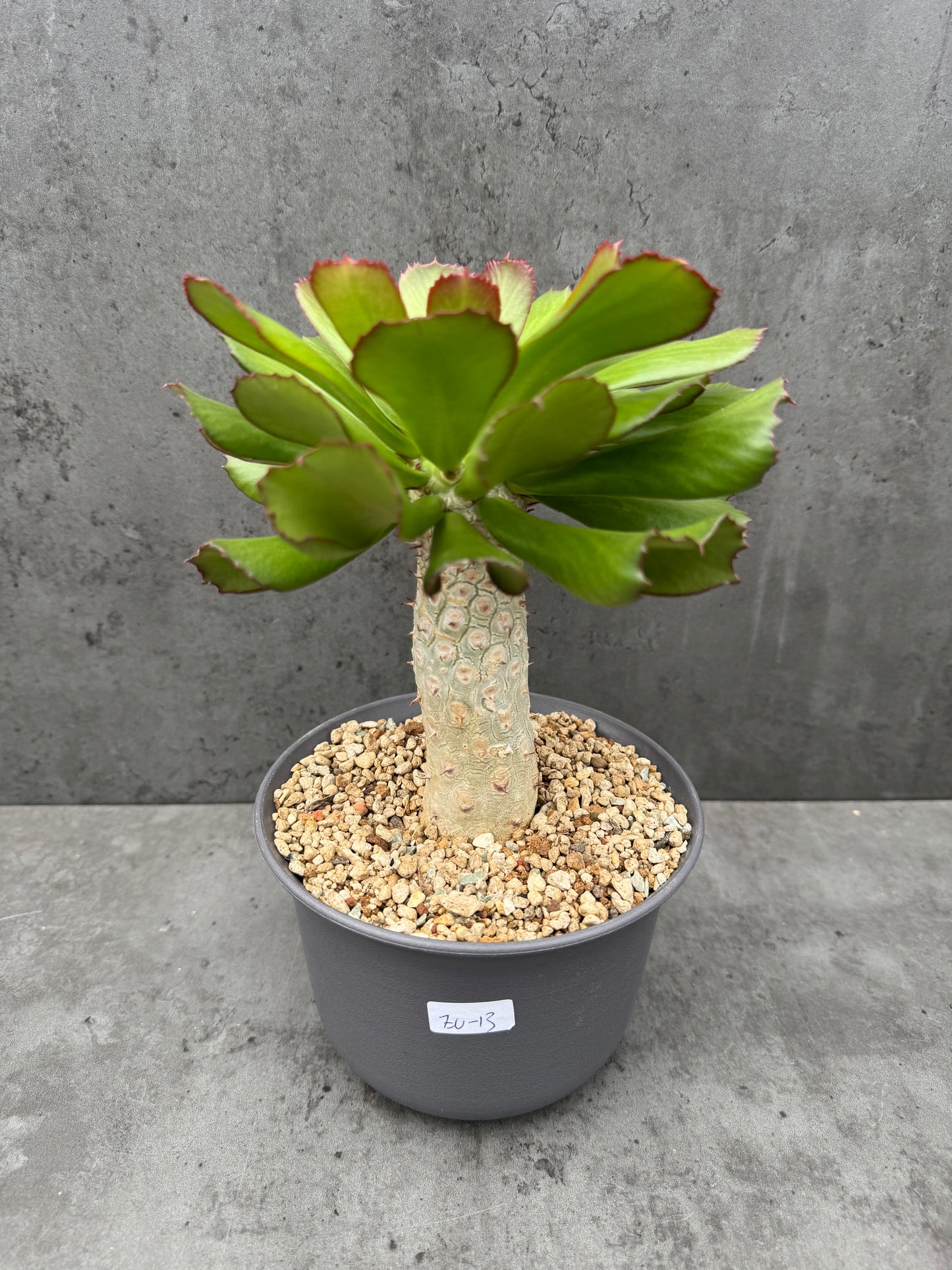Euphorbia unispina - wurzelechte Exemplare