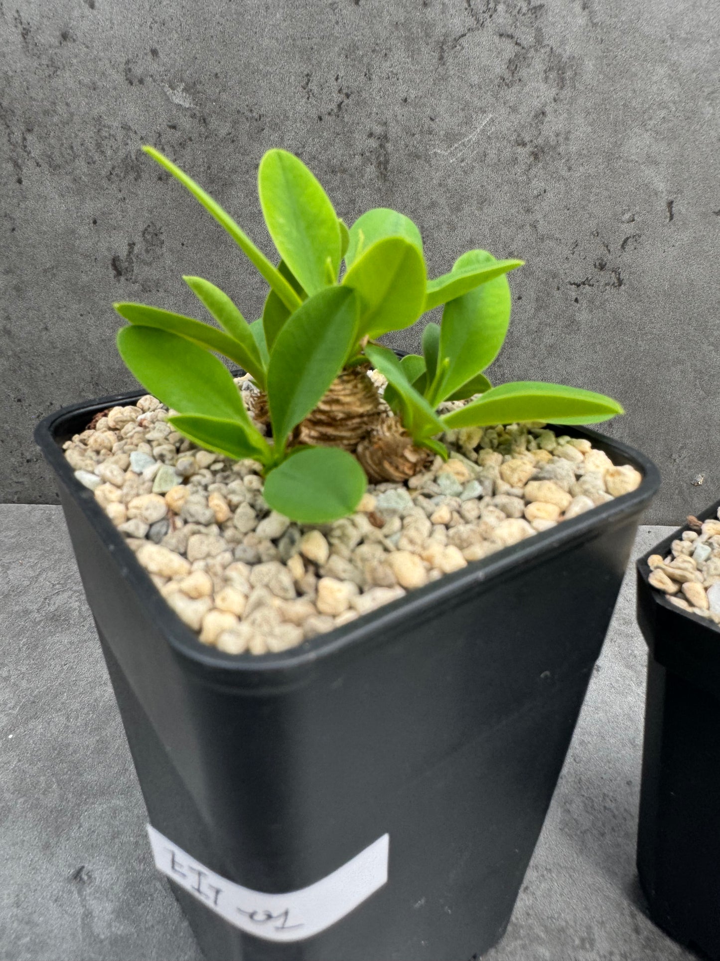 Euphorbia itremensis