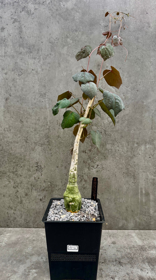Adenia stylosa - red leaf