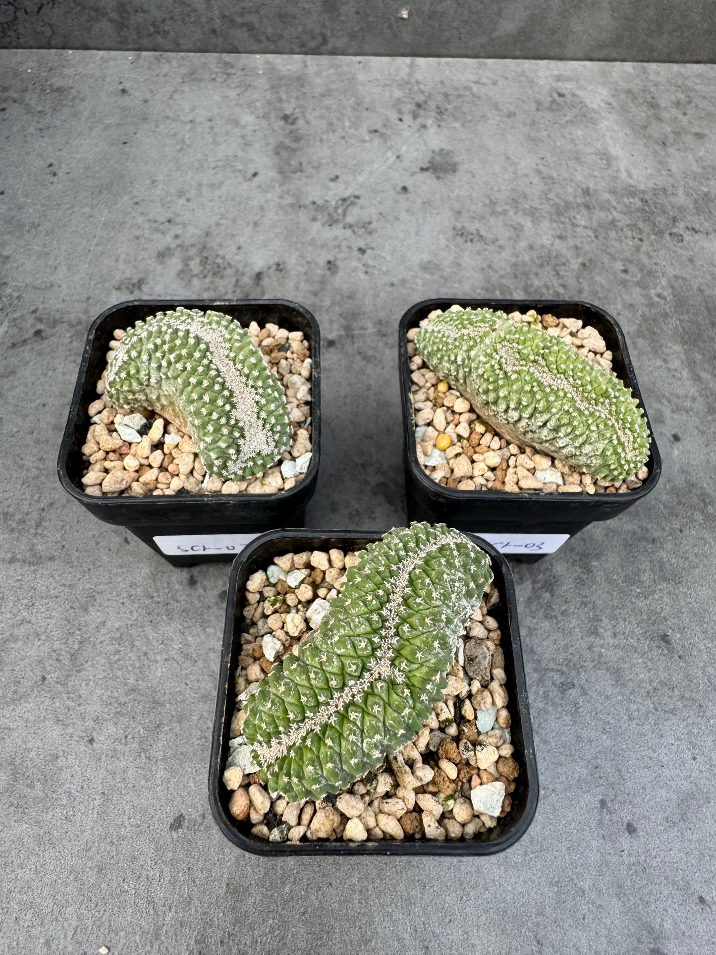 strombocactus disciformis f cristata