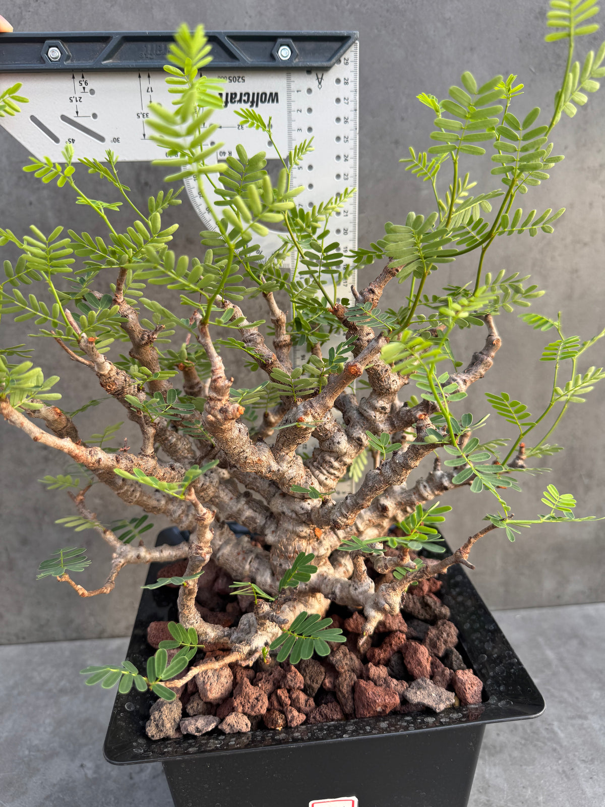 Senna meridionalis XXL - ein exklusives Exemplar! (XXL-05)