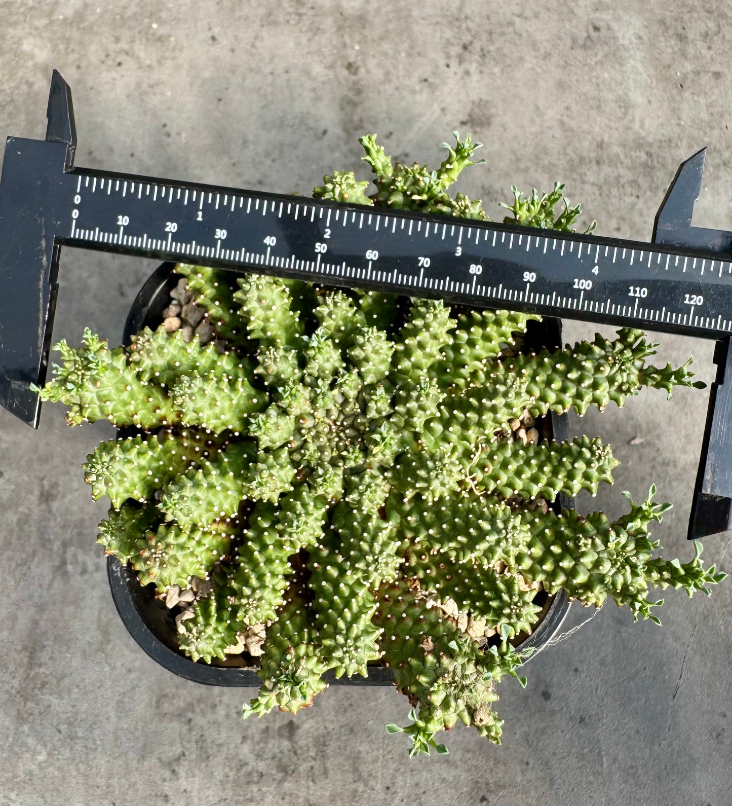 Euphorbia atroviridis