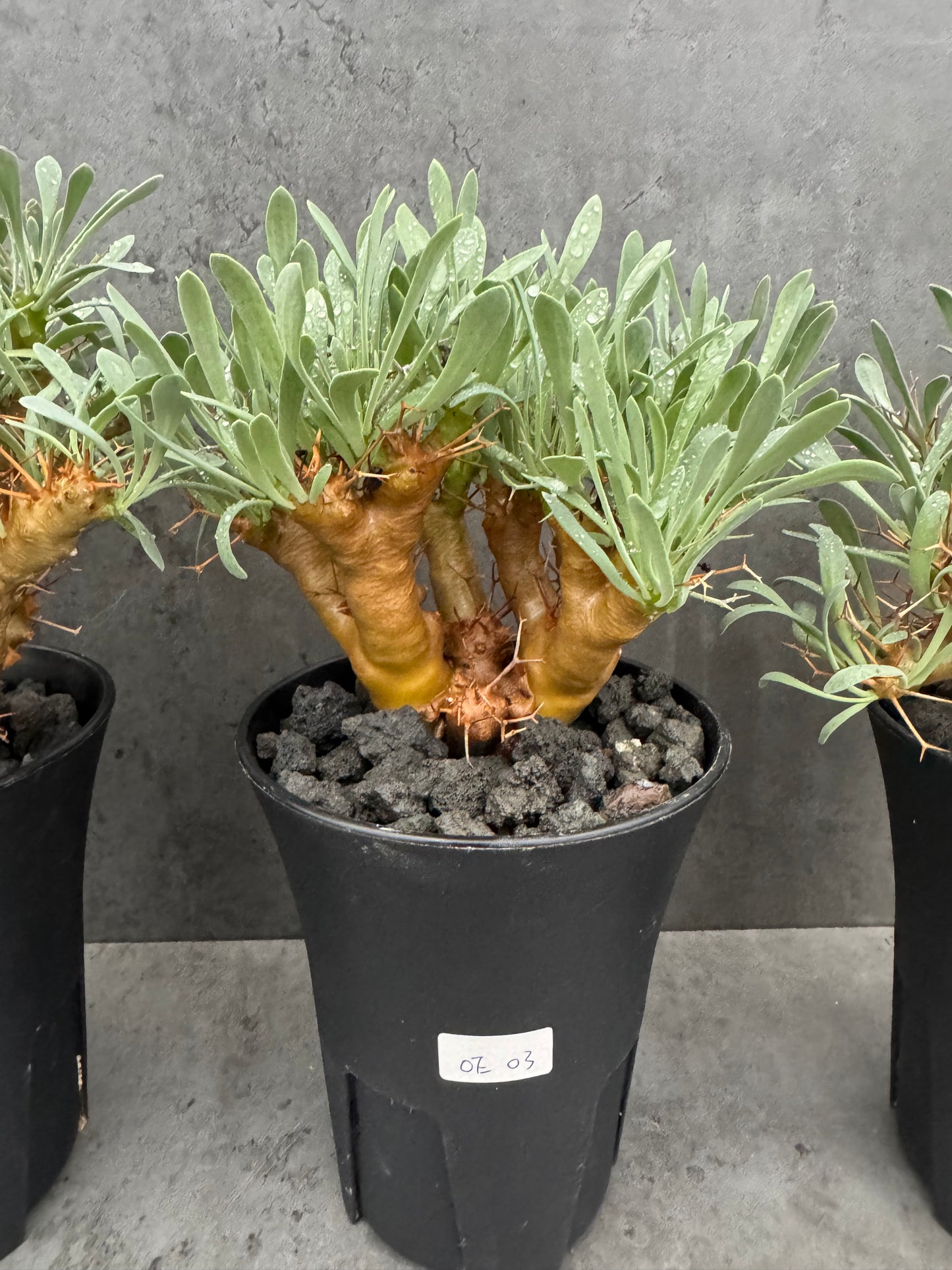 Othonna euphorbioides - Der Monsterbaum der Othonna