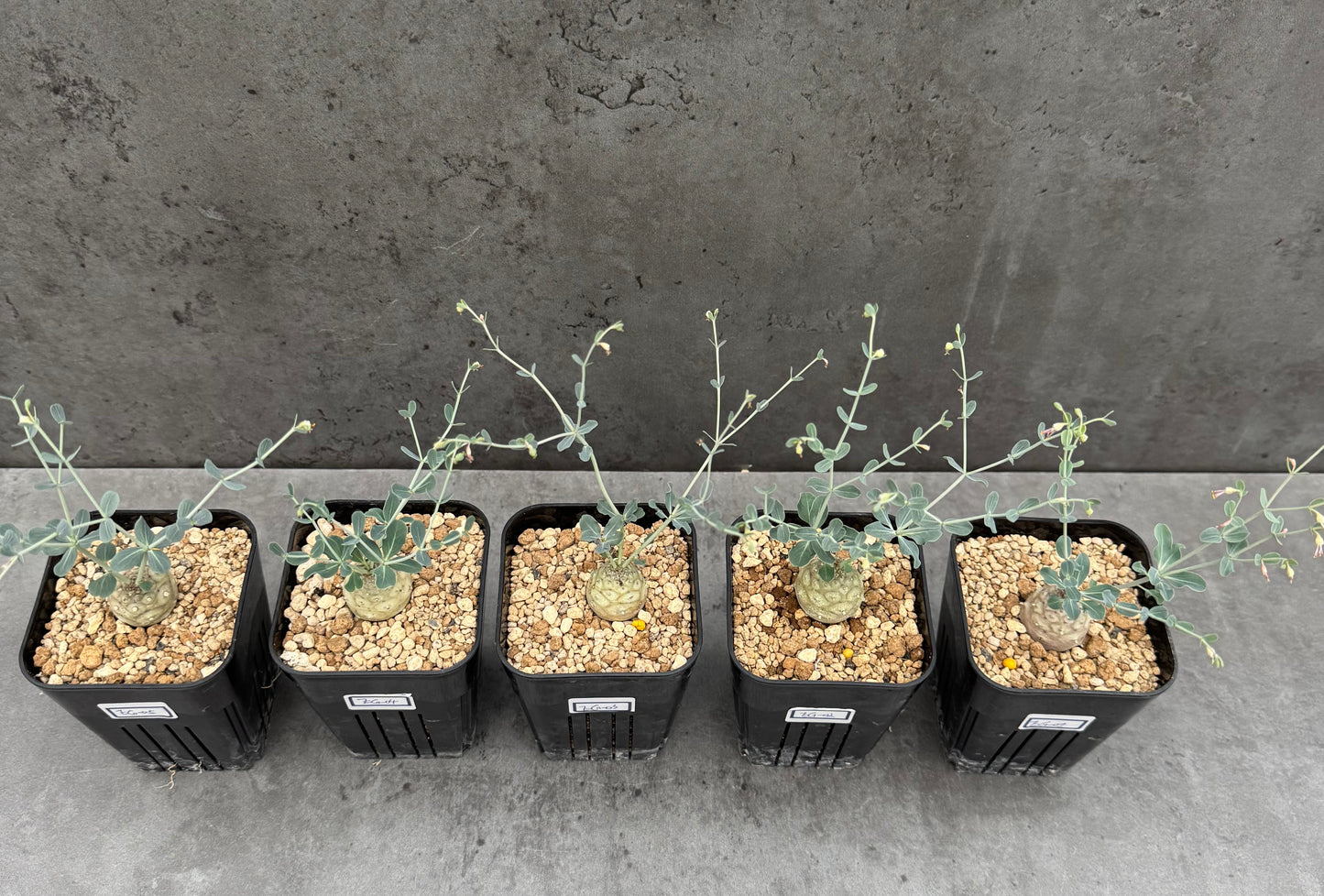 Euphorbia globulicaulis - Blühfähig