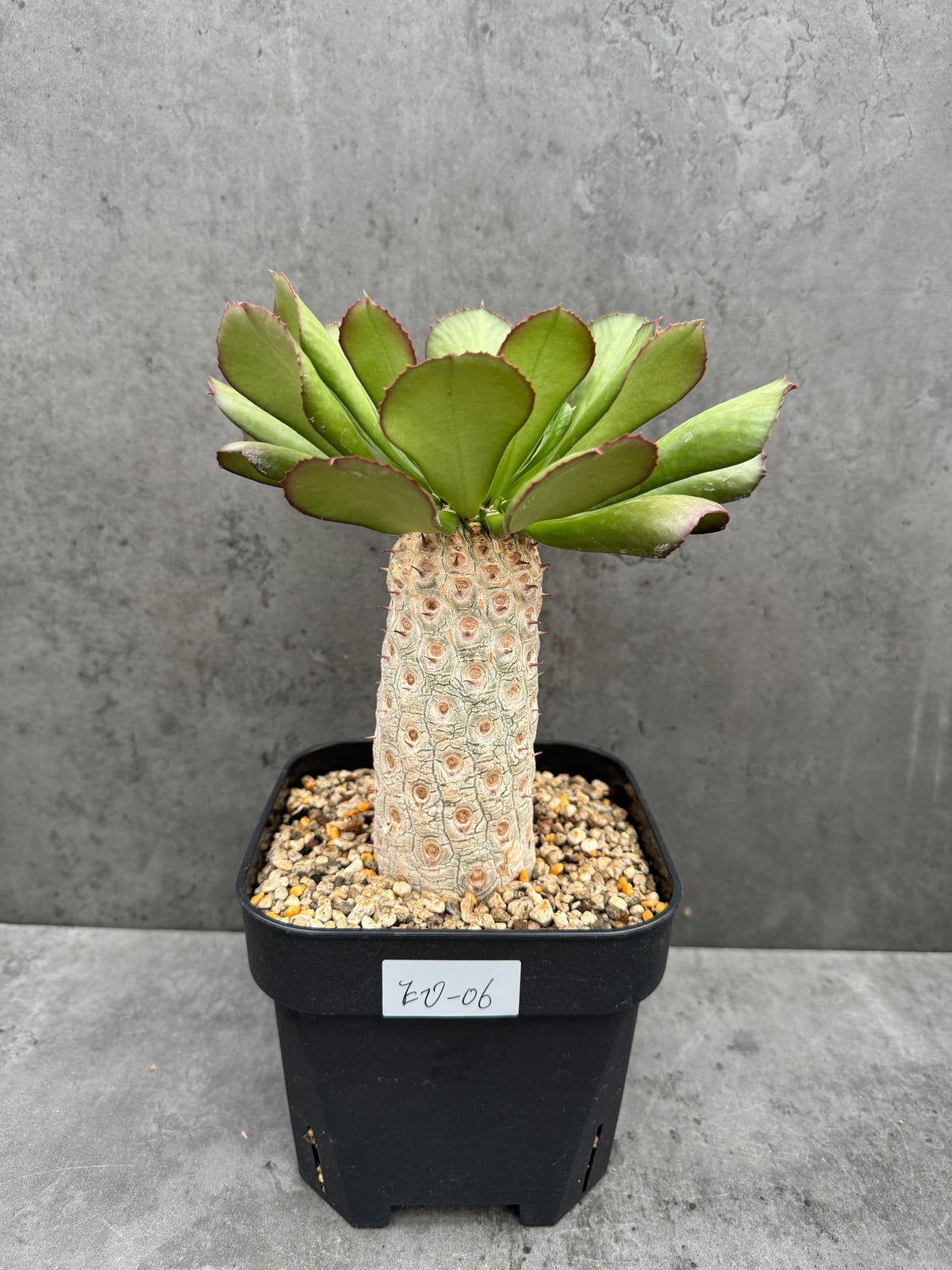 Euphorbia unispina