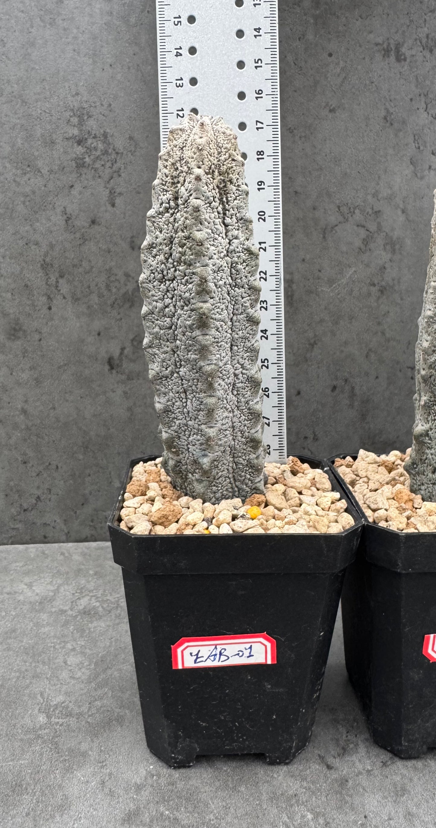 Euphorbia abdelkuri – wurzecht