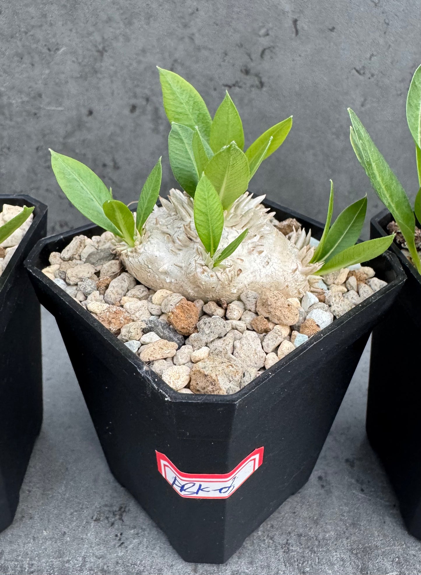 Pachypodium Brevicaule - klein