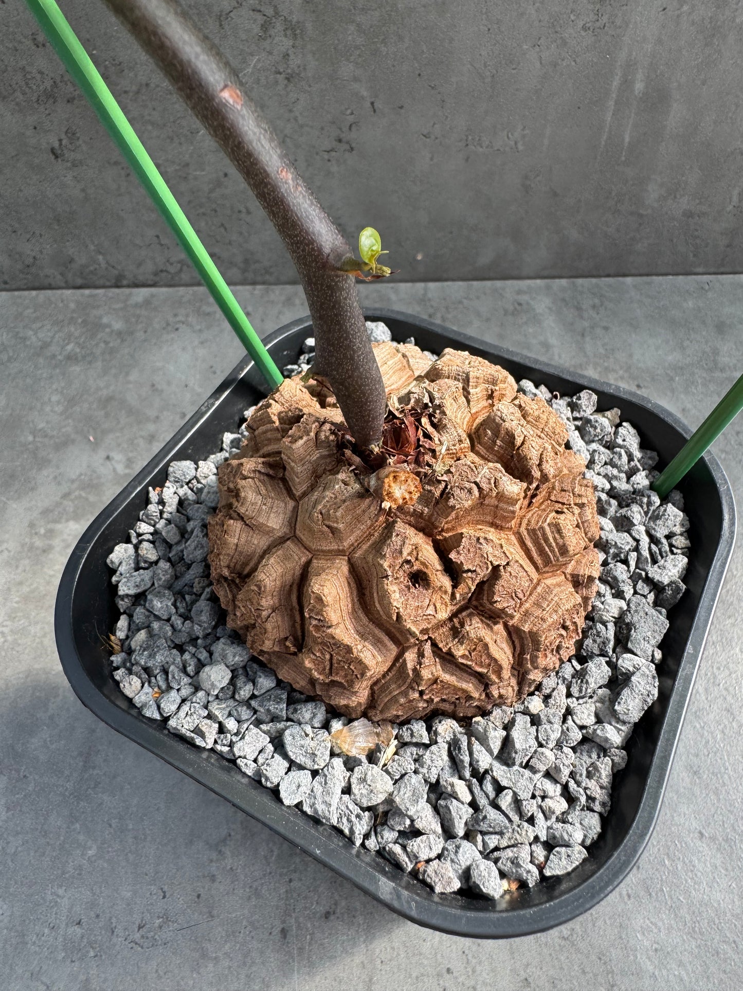 Dioscorea elephantipes – vollständig bewurzeltes Exemplar – Dioe-01