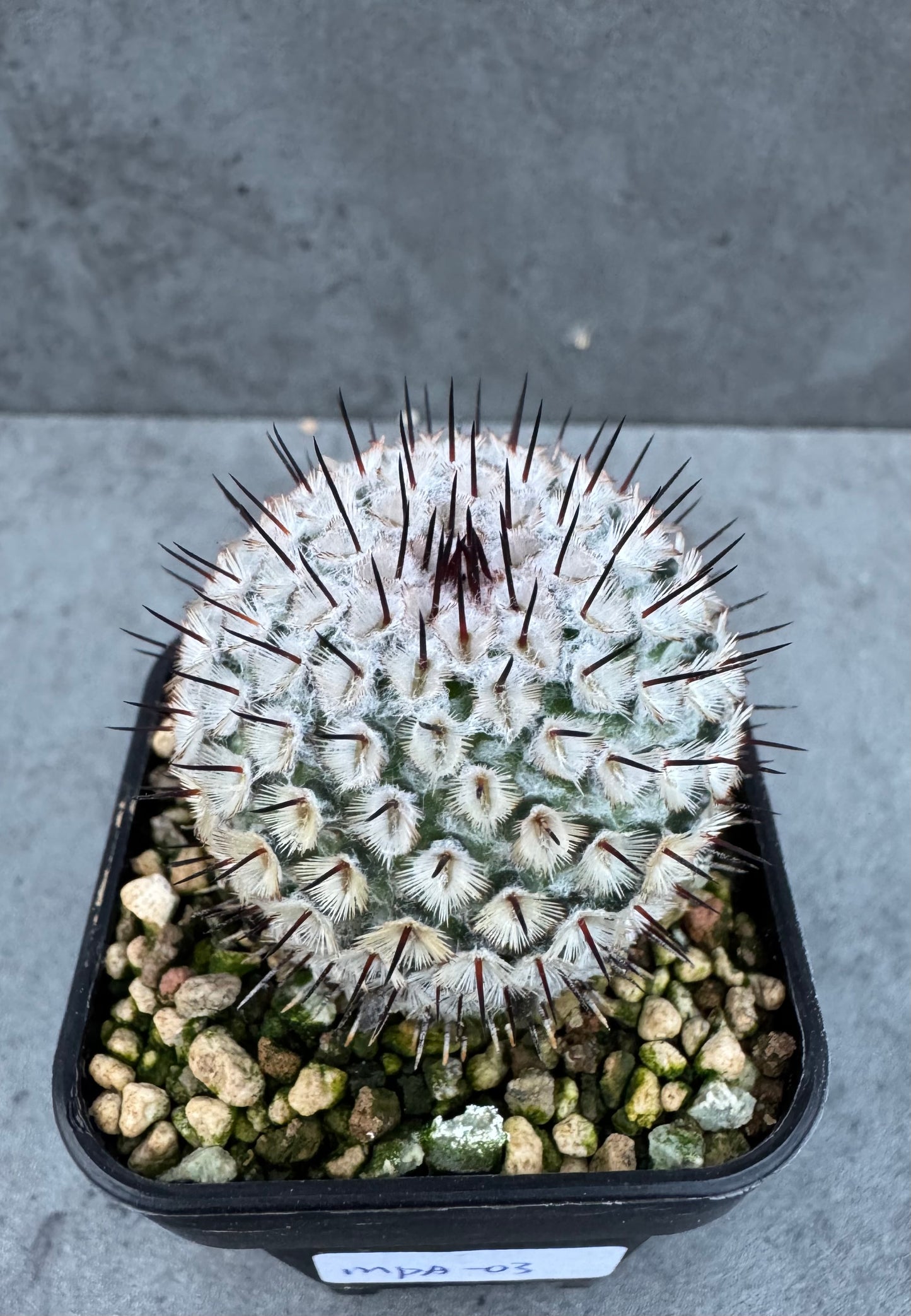 Mammillaria perezdelarosae subsp. andersonii