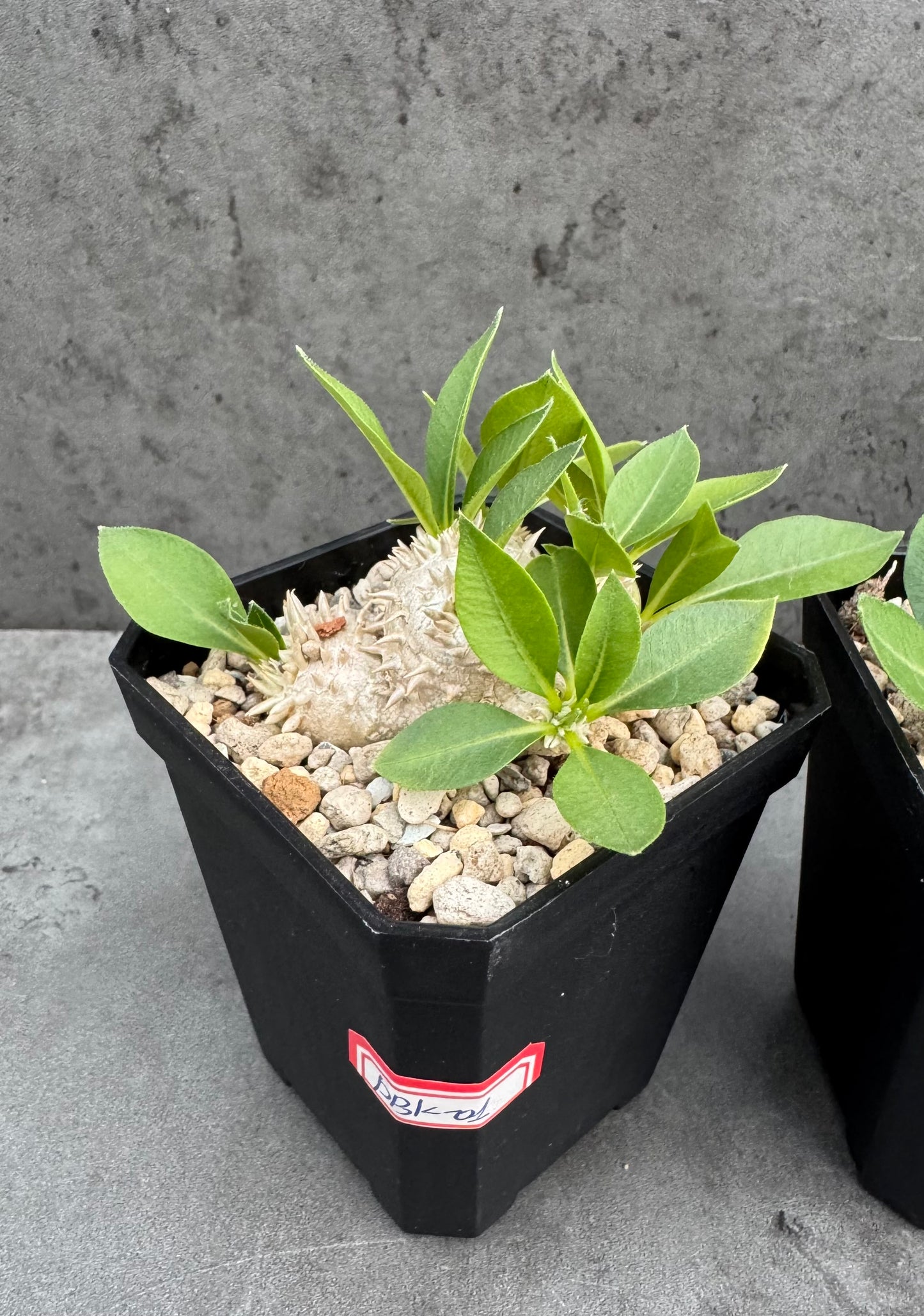 Pachypodium Brevicaule - klein