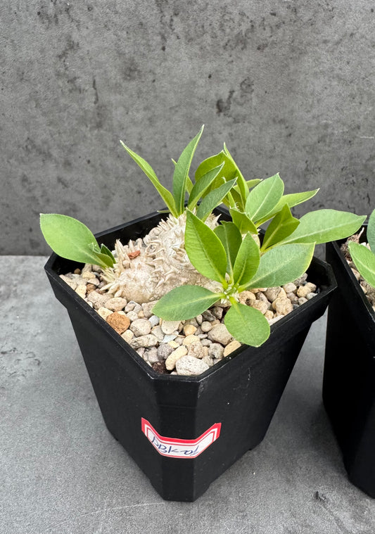 Pachypodium Brevicaule - klein
