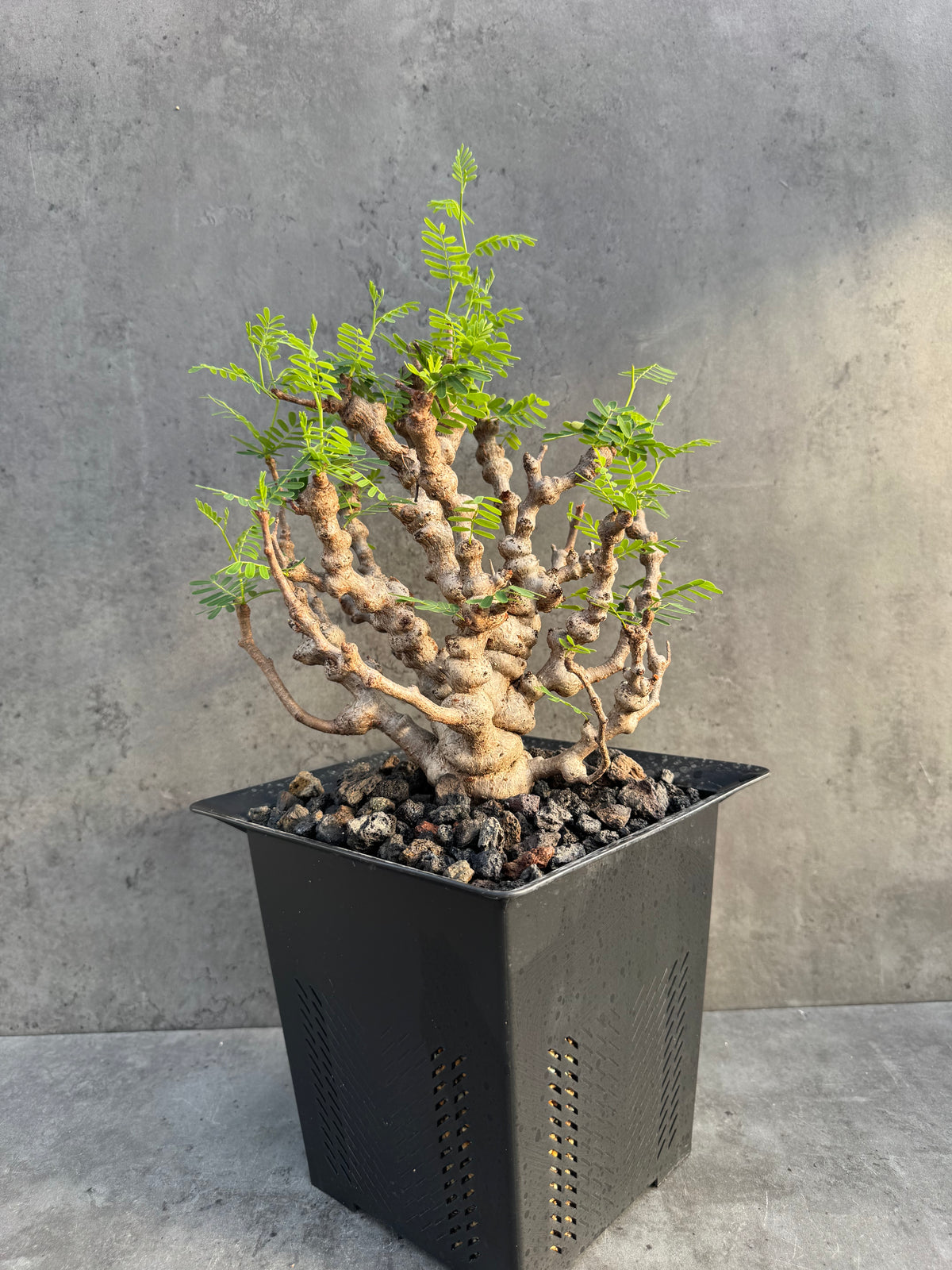 Senna meridionalis - ein exklusives Exemplar! (XL-03)