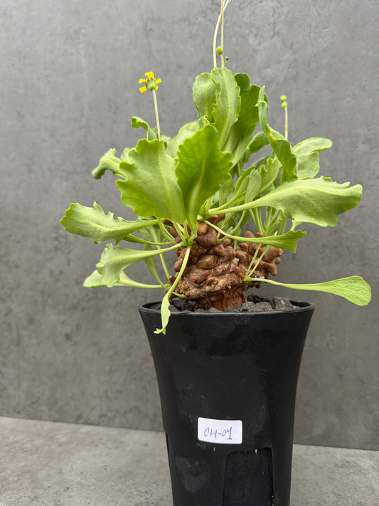 Othonna herrei - große Pflanzen