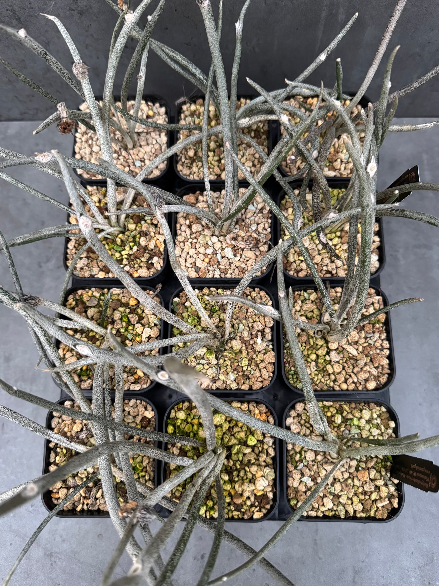 Astrophytum caput-medusae wurzelecht!