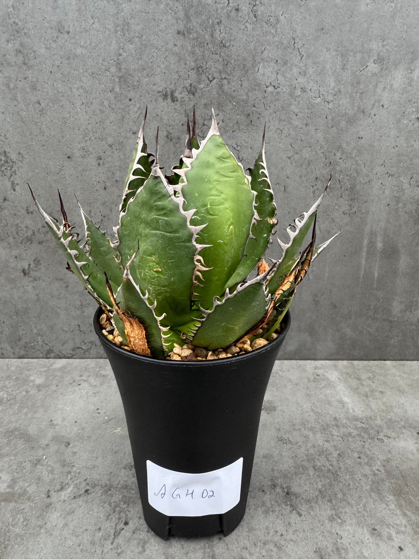 Agave horrida