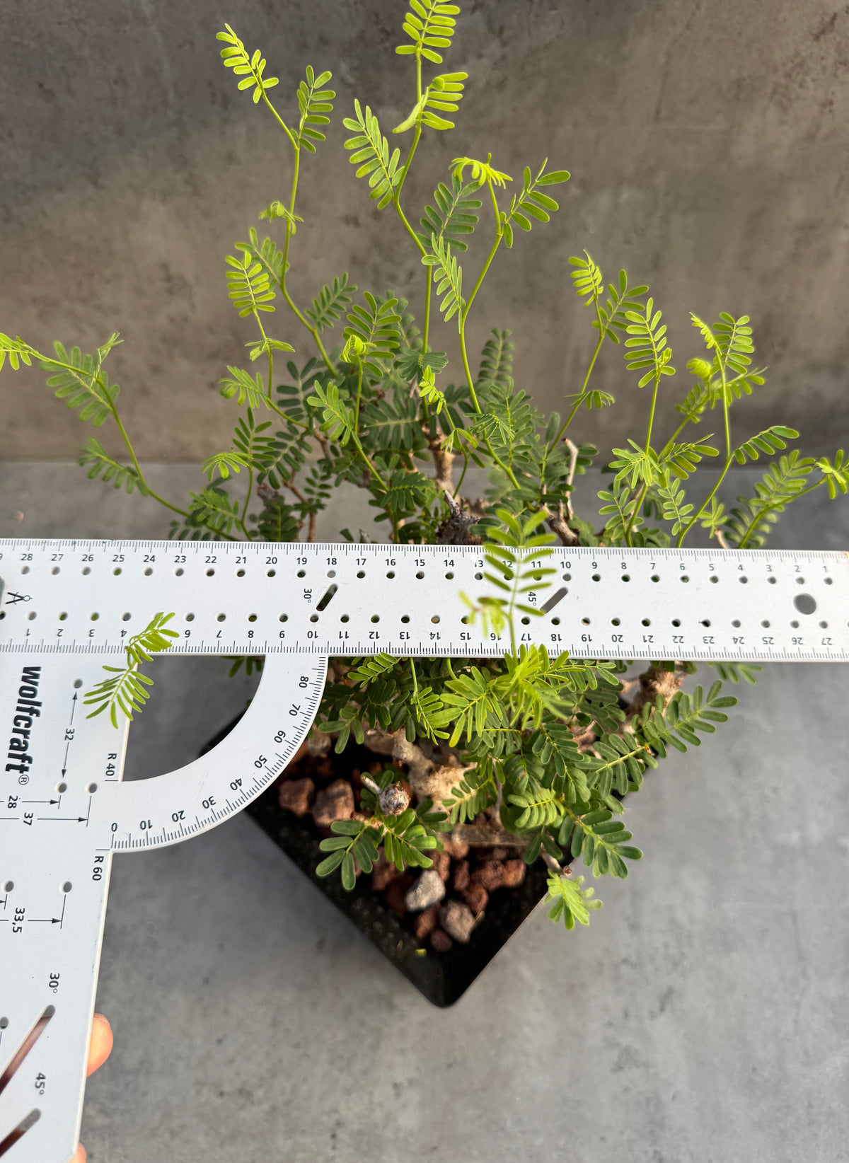 Senna meridionalis - ein exklusives Exemplar! (XL-04)