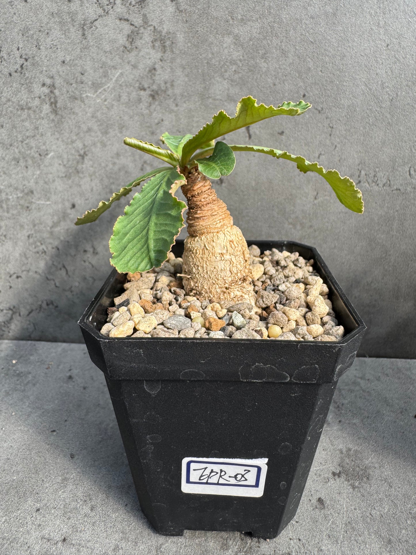 Euphorbia primulifolia
