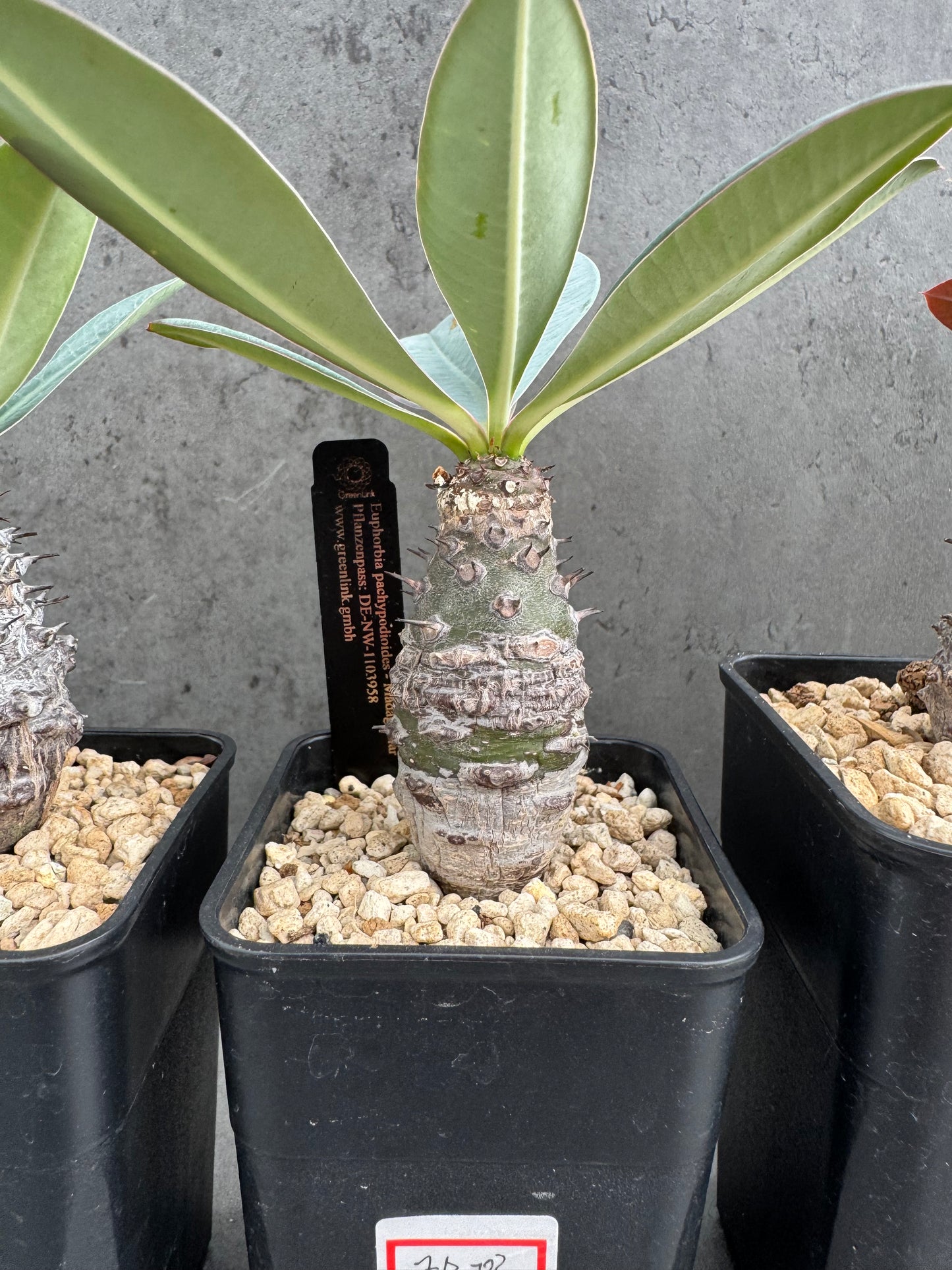 Euphorbia pachypodioides