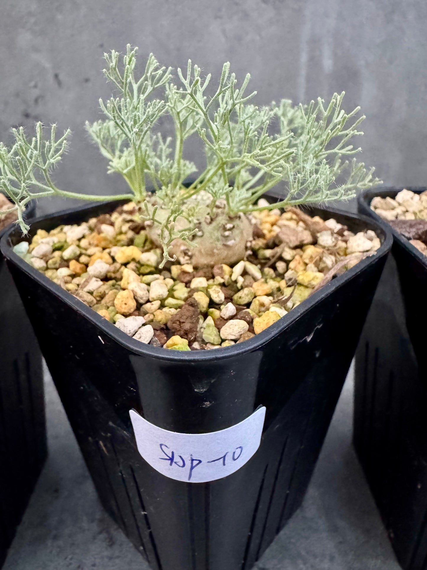 Sarcocaulon peniculinum