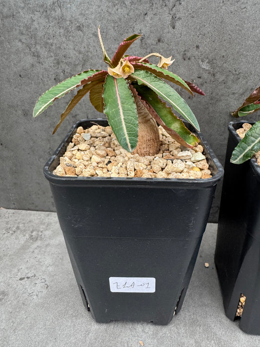 Euphorbia labatii