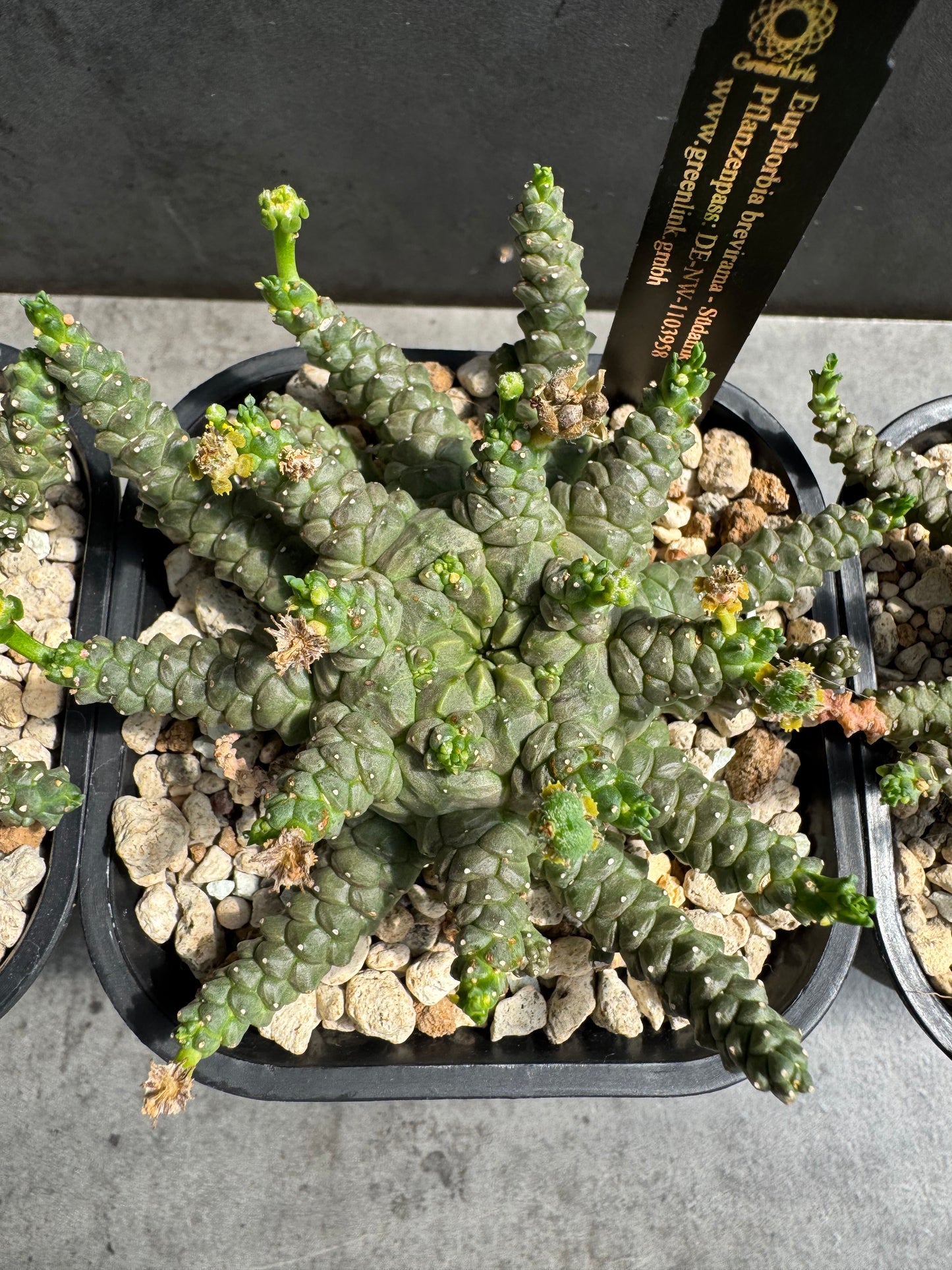 Euphorbia brevirama