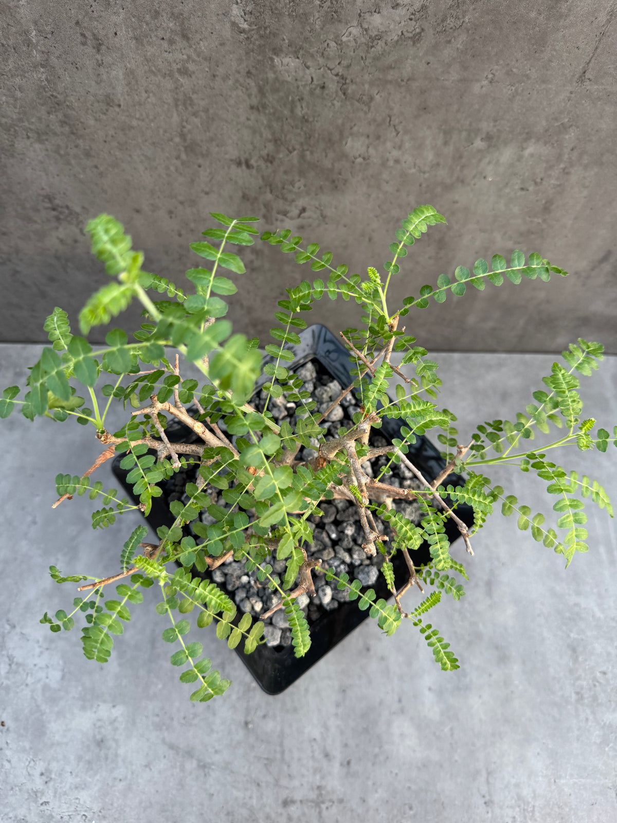 Boswellia neglecta – Afrikanischer Weihrauchbaum - XL Exemplar