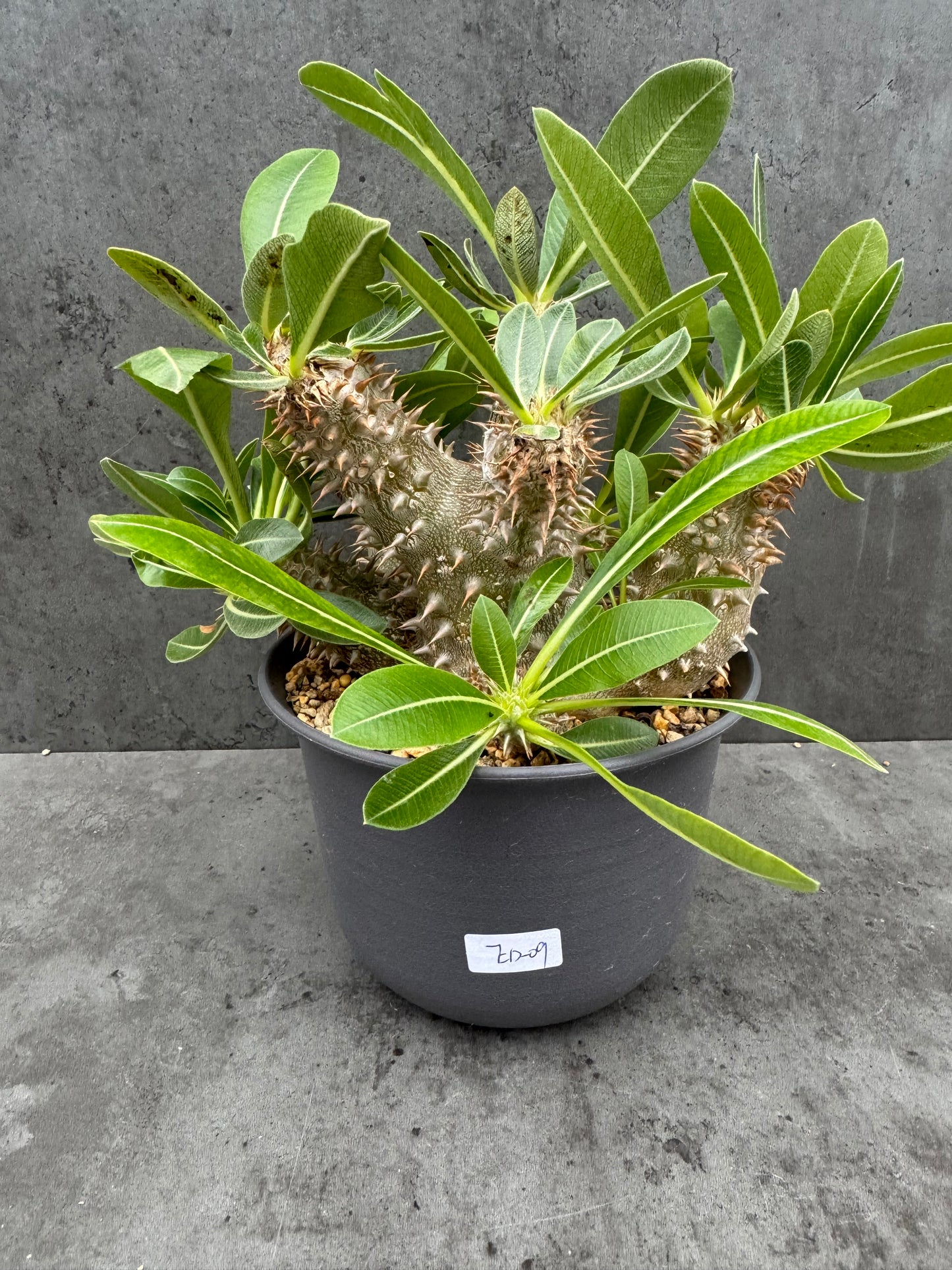 Pachypodium densiflorum große Pflanzen