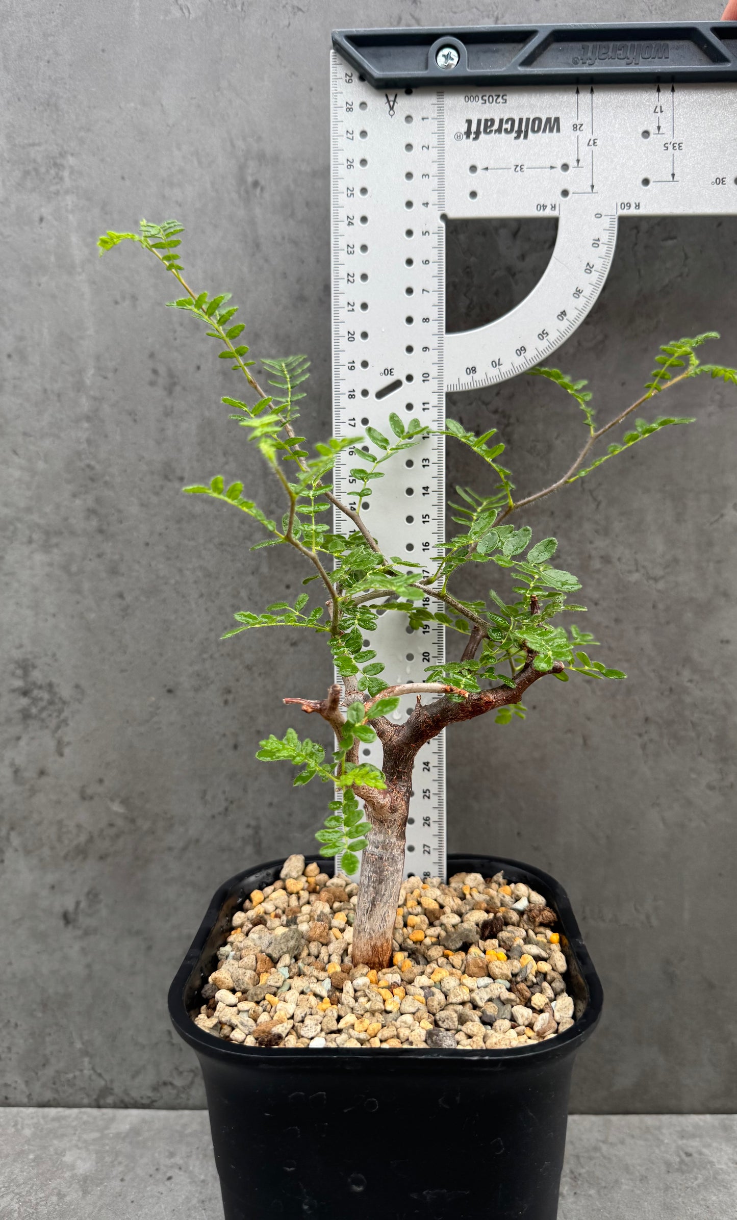 commiphora monstruosa