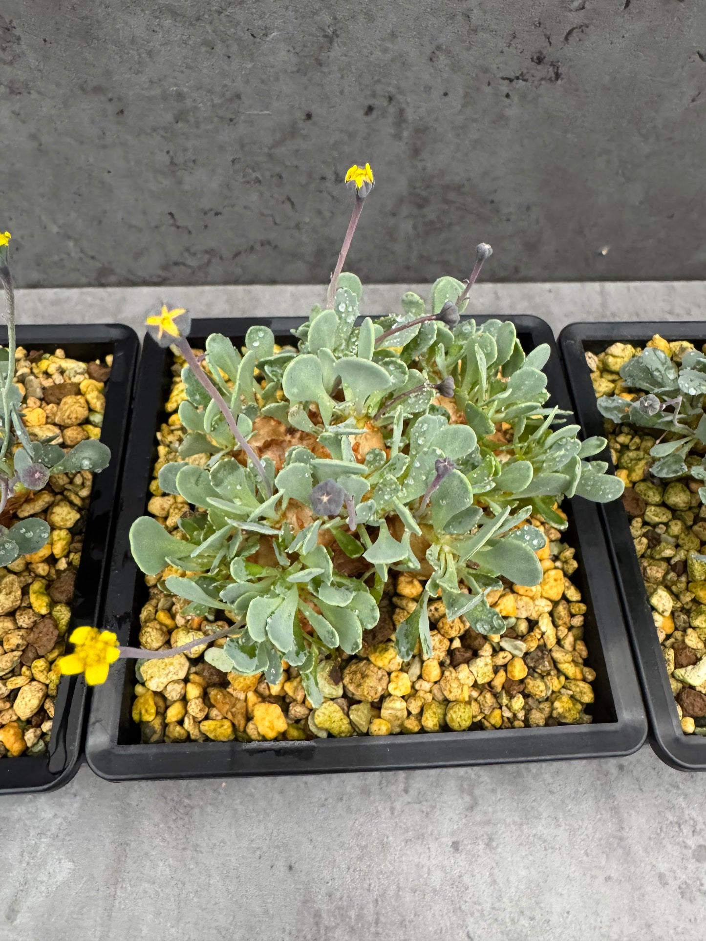 Othonna cacalioides - XXL Exemplar