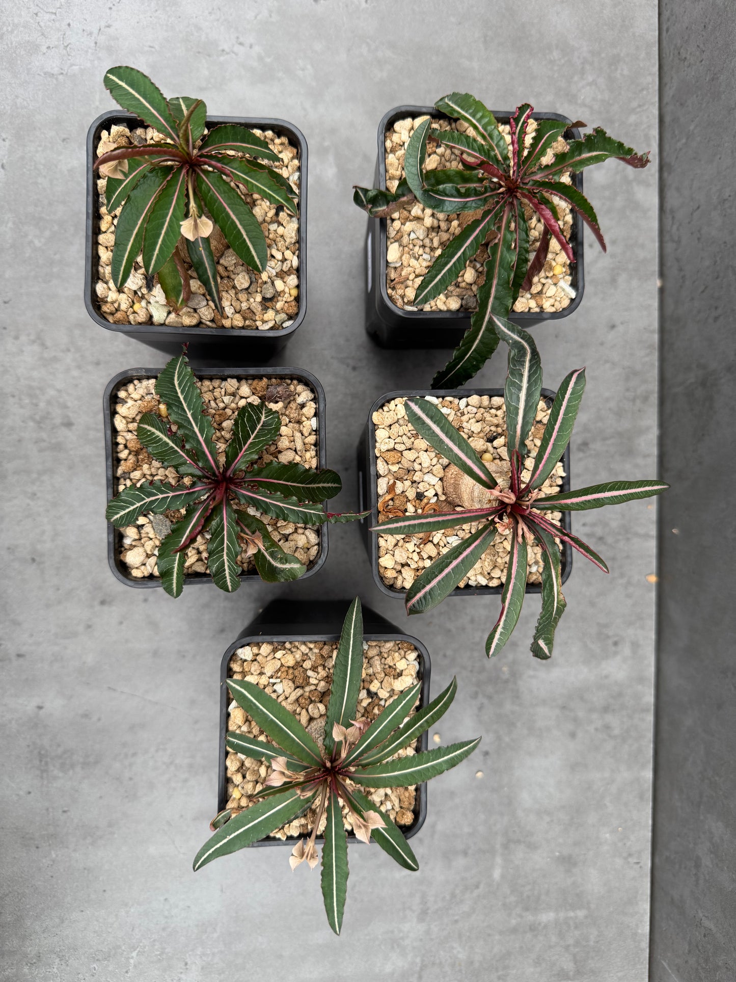 Euphorbia labatii
