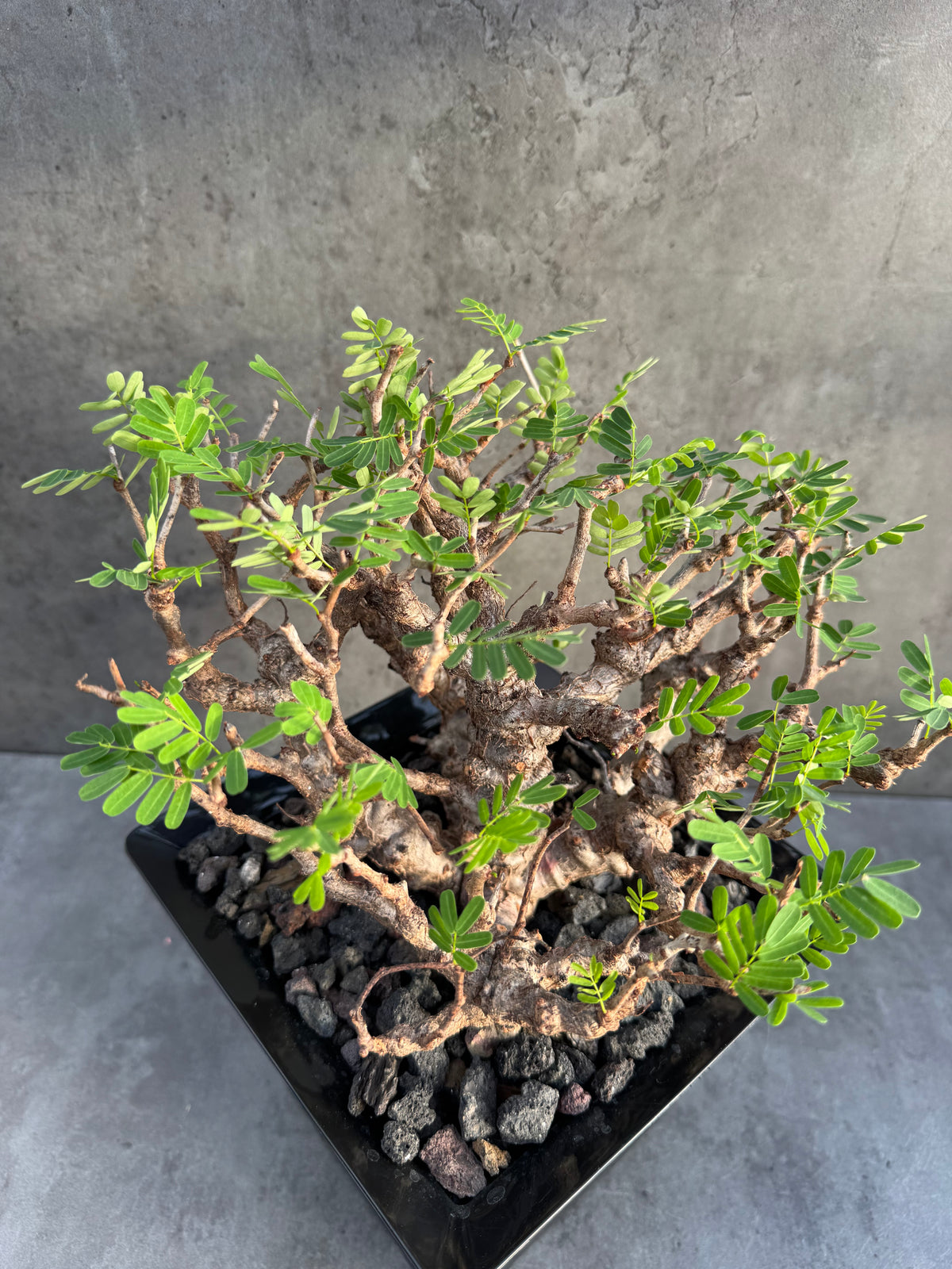 Senna meridionalis - ein exklusives Exemplar!