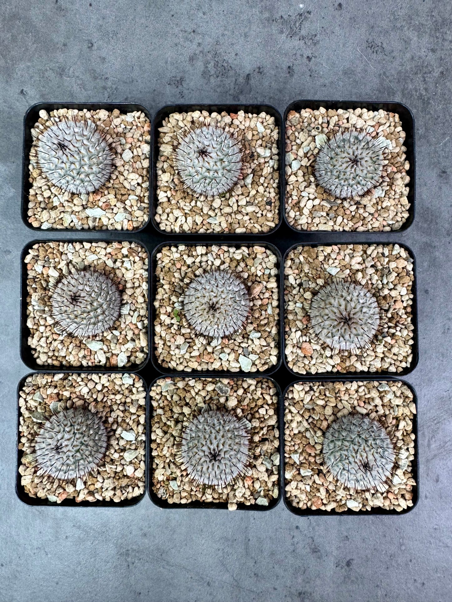 Mammillaria perezdelarosae subsp. andersonii