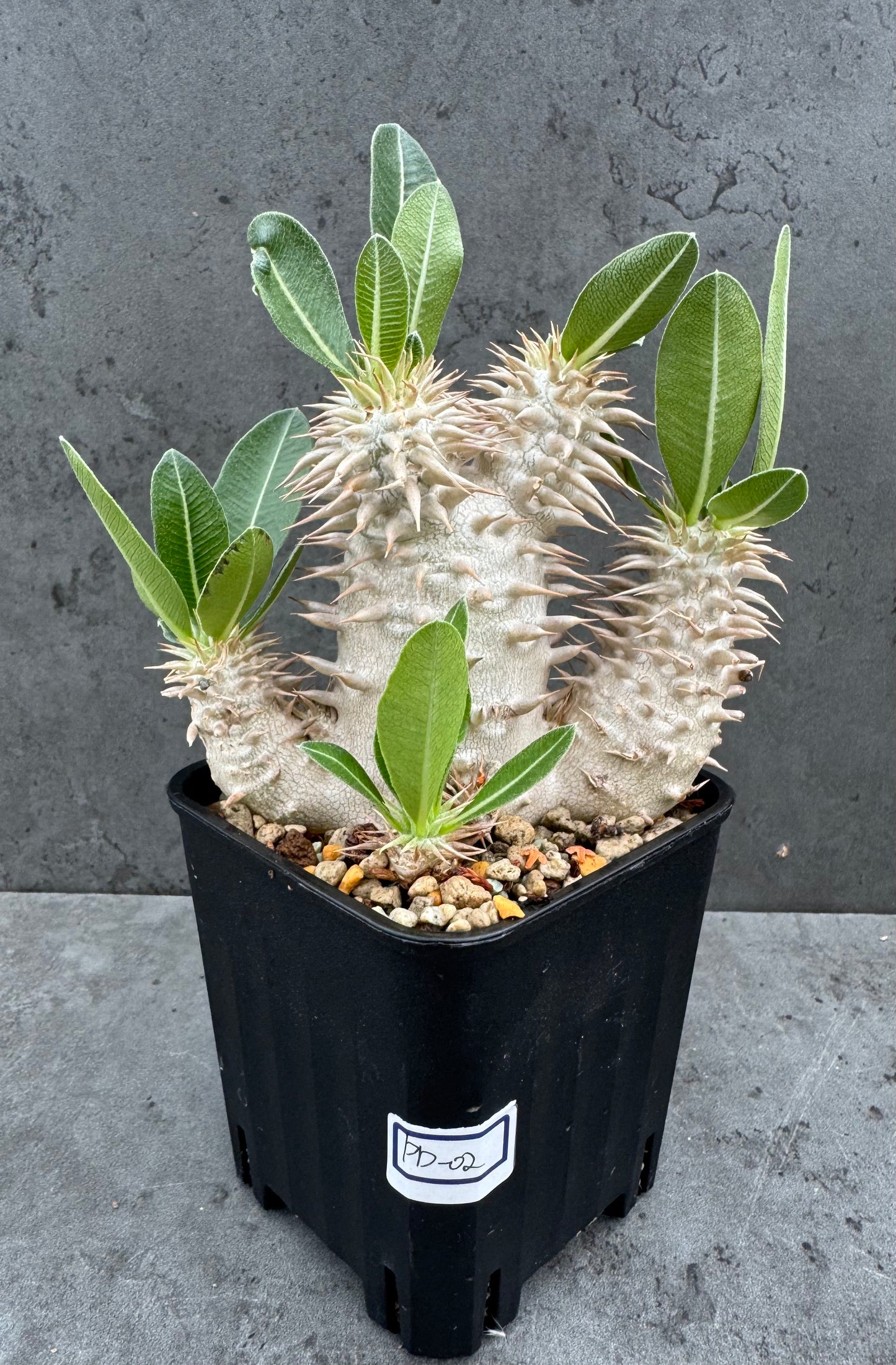 Pachypodium densiflorum