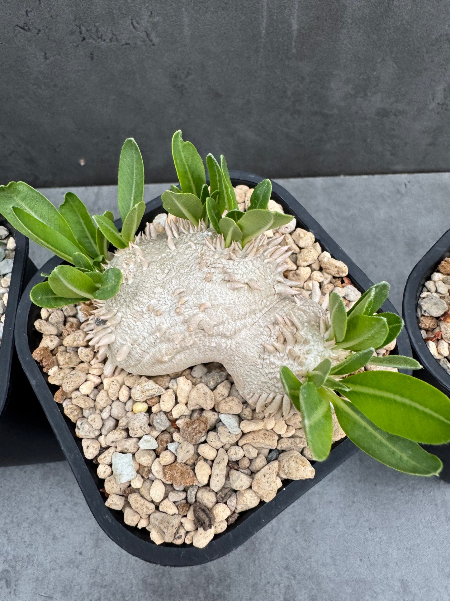 Pachypodium Brevicaule - Medium