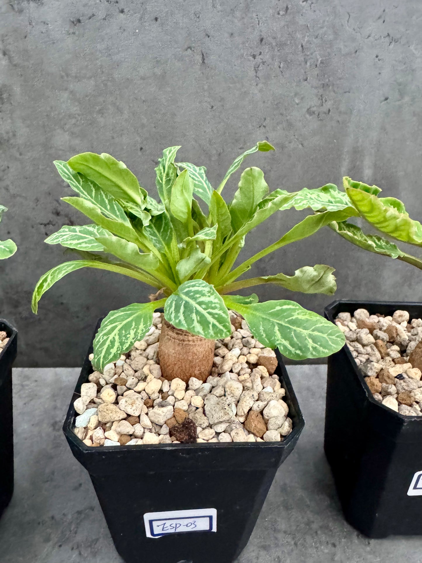 Euphorbia Spannringii fishbone