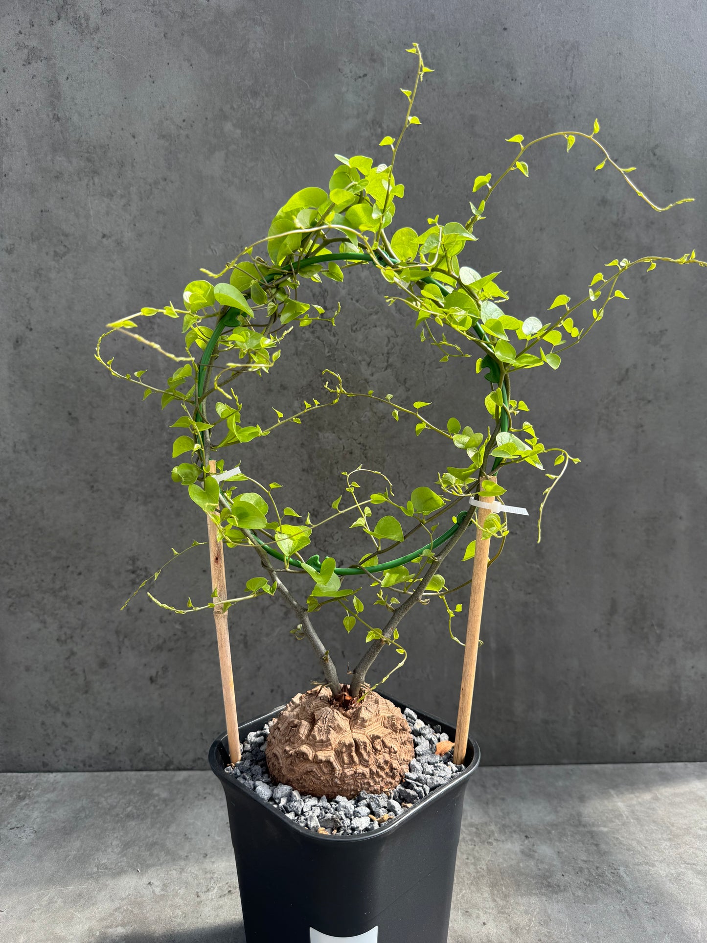 Dioscorea elephantipes – vollständig bewurzeltes Exemplar – Dioe-07