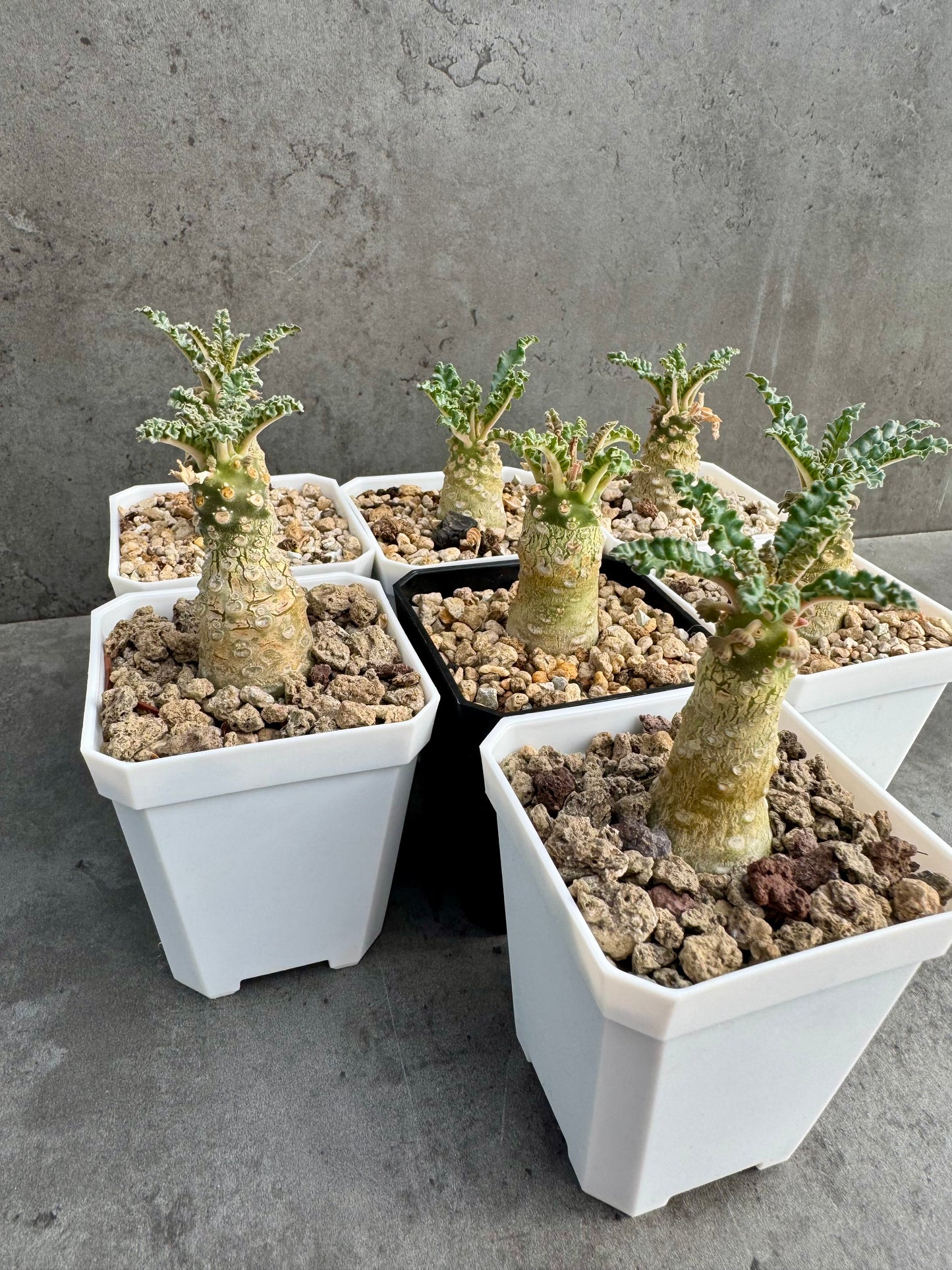 Dorstenia lavrani – Seltene Caudexpflanze mit einzigartigen Scheibenblüten
