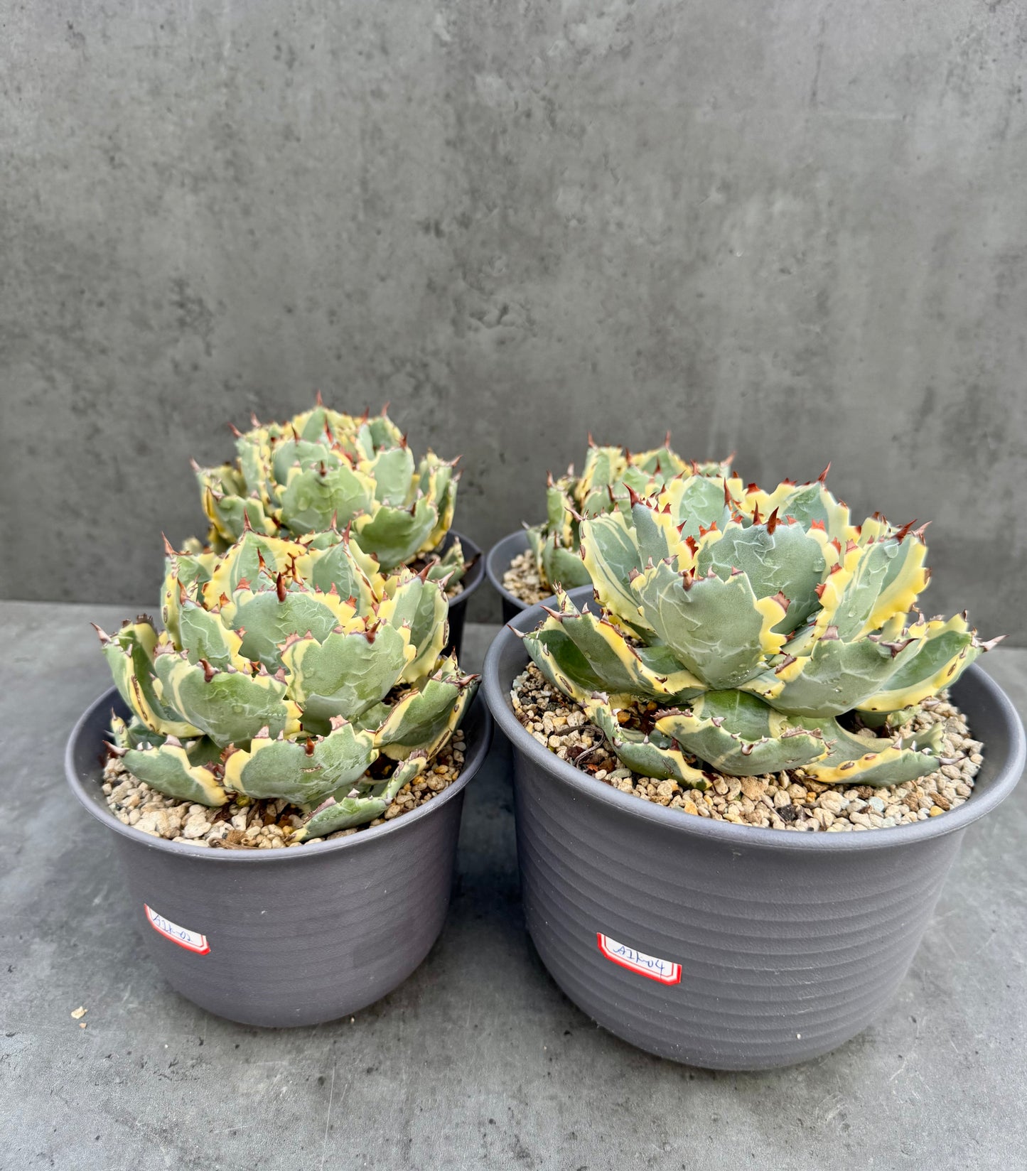 Agave isthmensis kabutogani - Freilandkultur