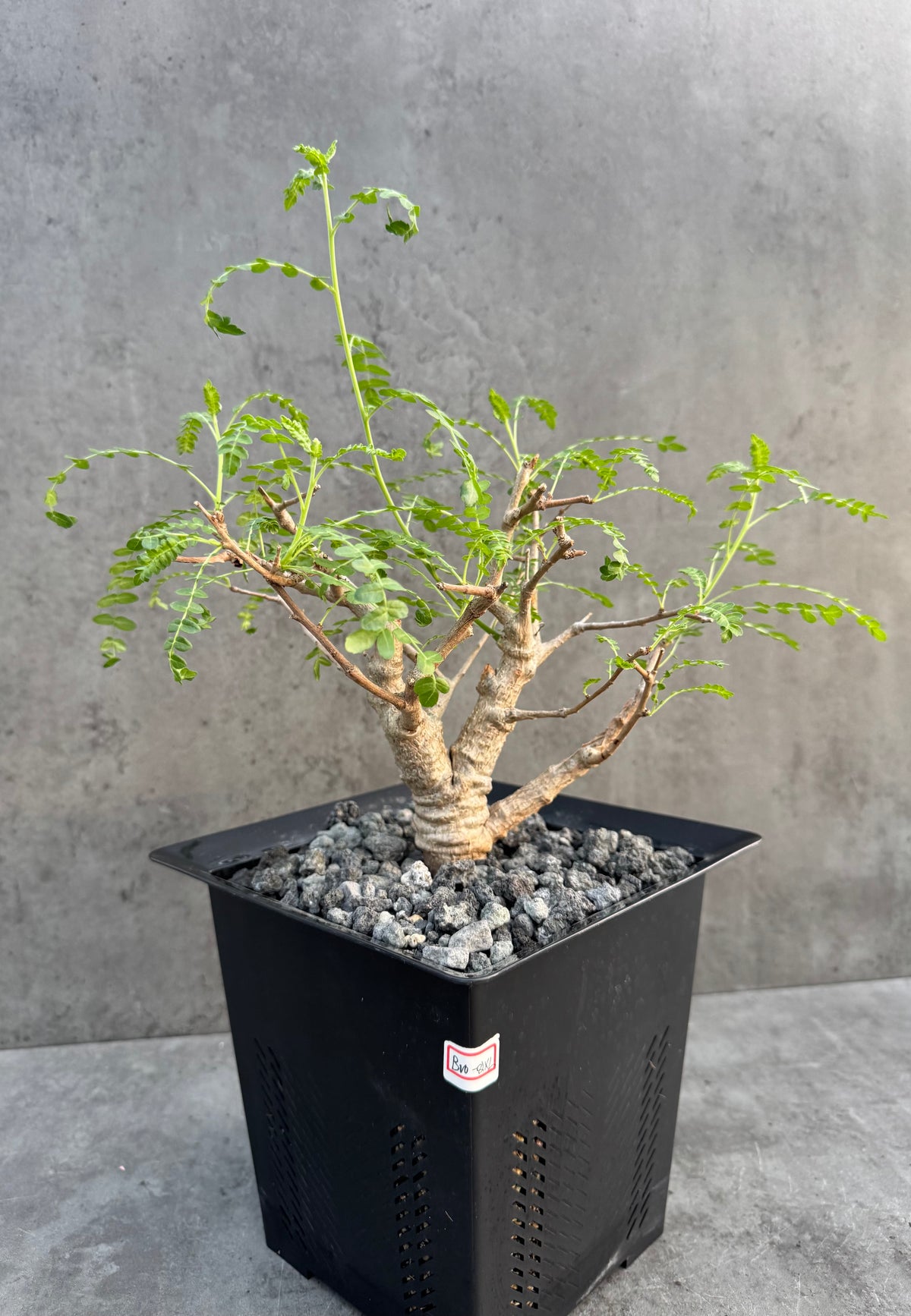 Boswellia neglecta – Afrikanischer Weihrauchbaum - XL Exemplar