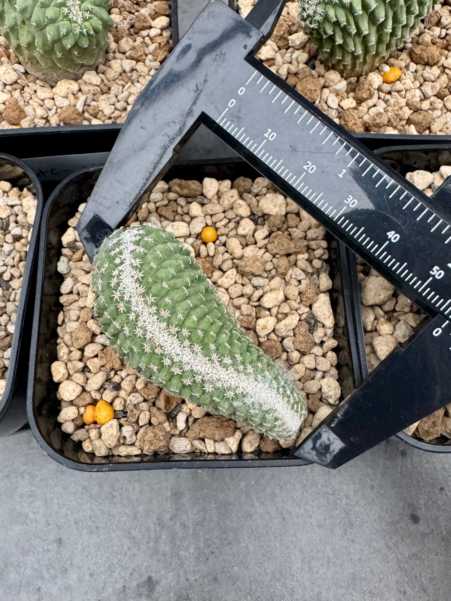 strombocactus disciformis f cristata