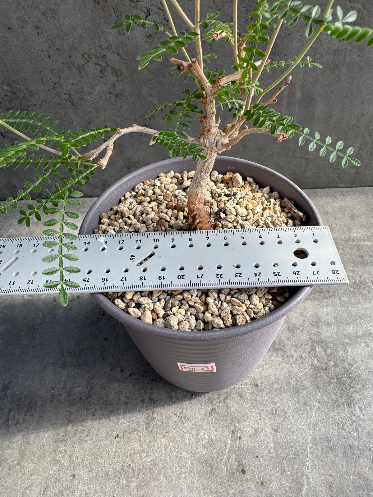Operculicarya hyphaenoides XL-Exemplare -Rarität