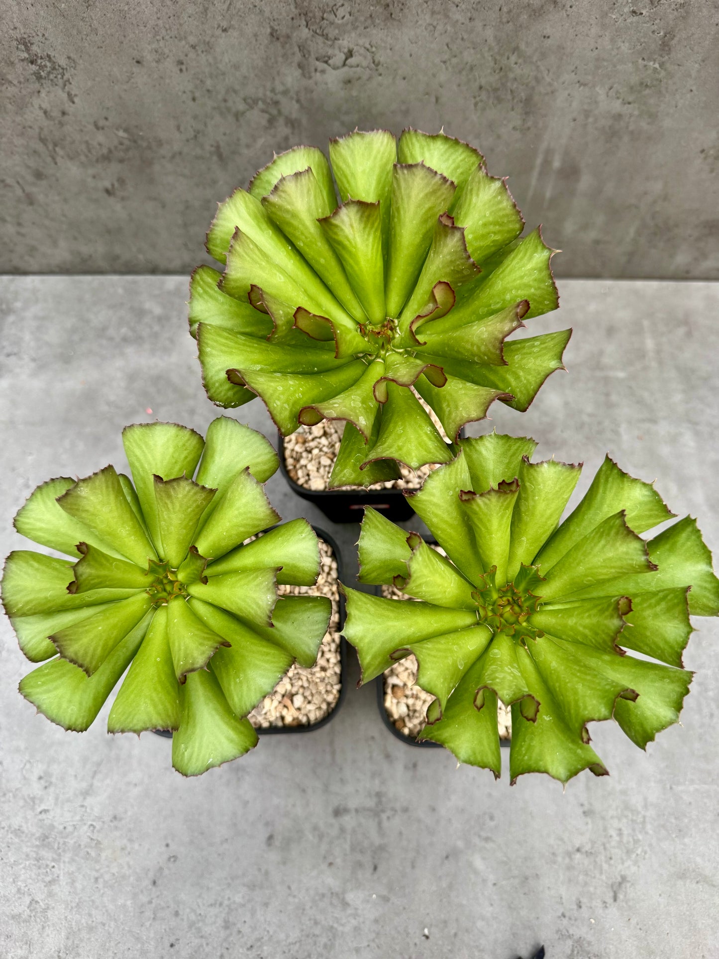 Euphorbia unispina
