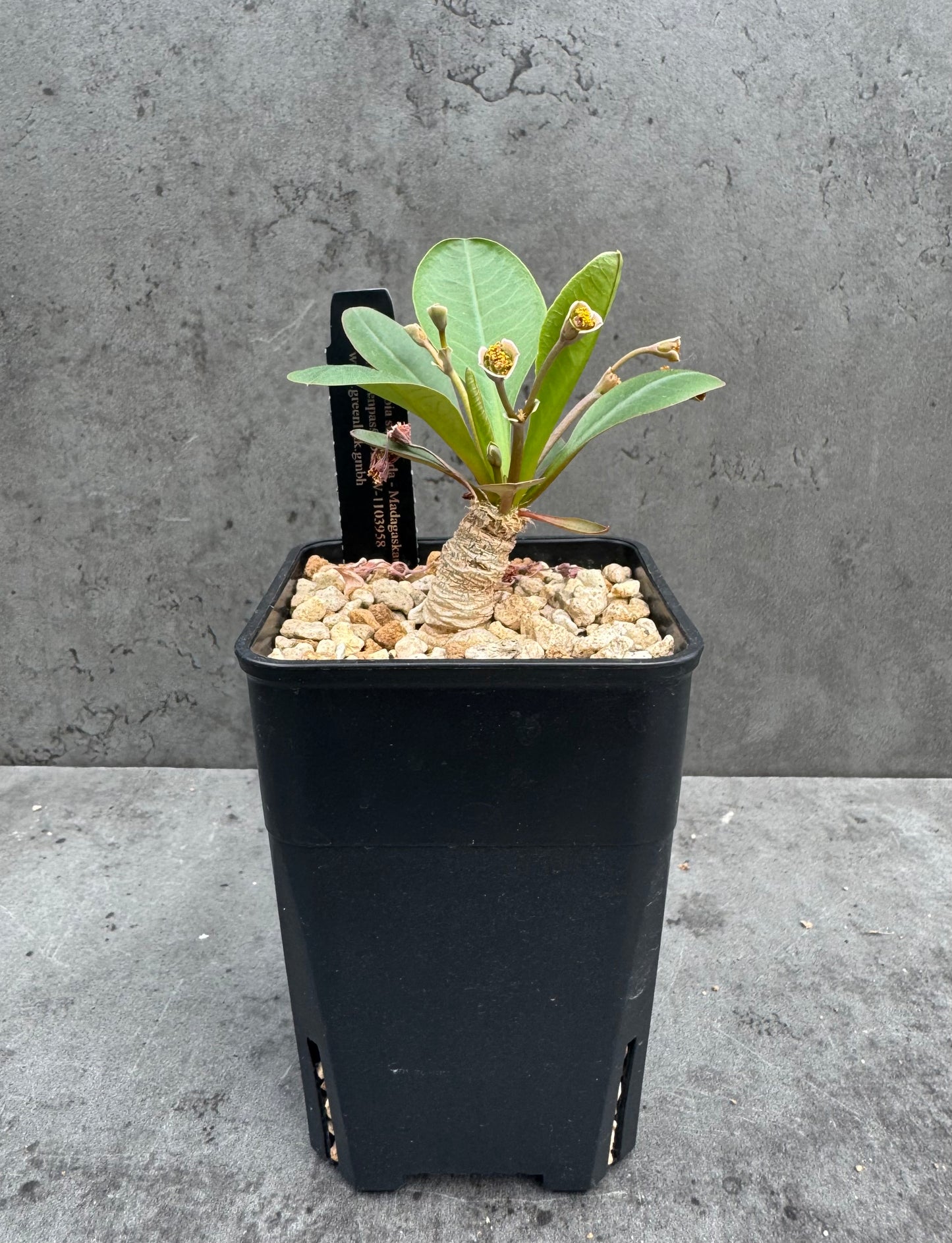Euphorbia subapoda