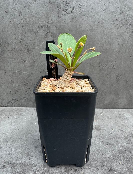 Euphorbia subapoda