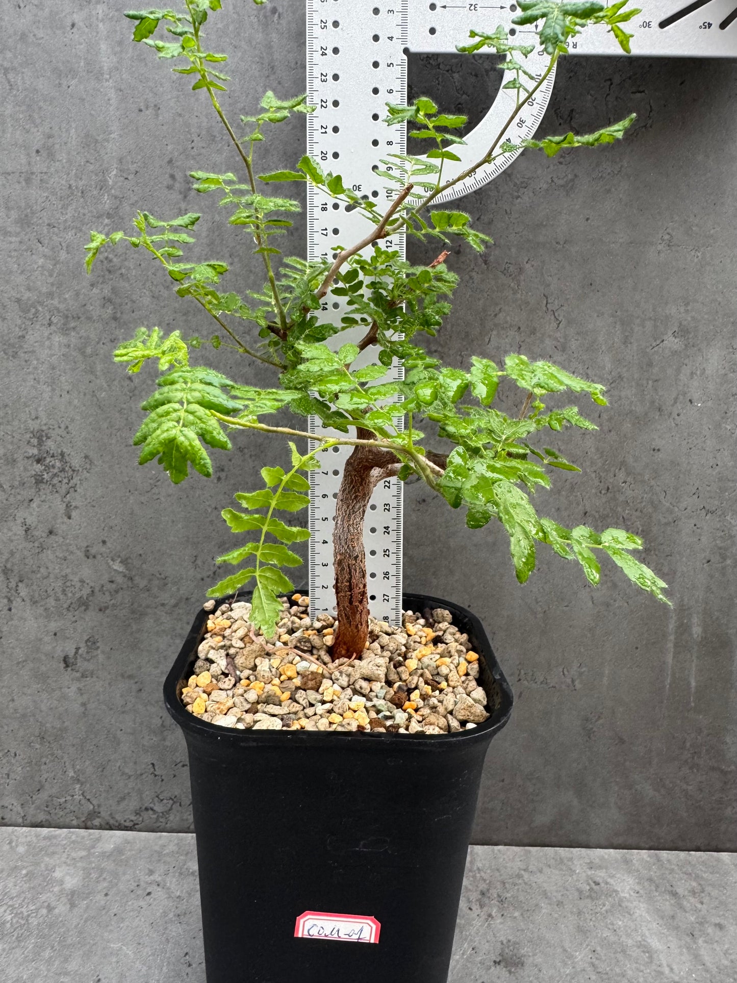 commiphora monstruosa
