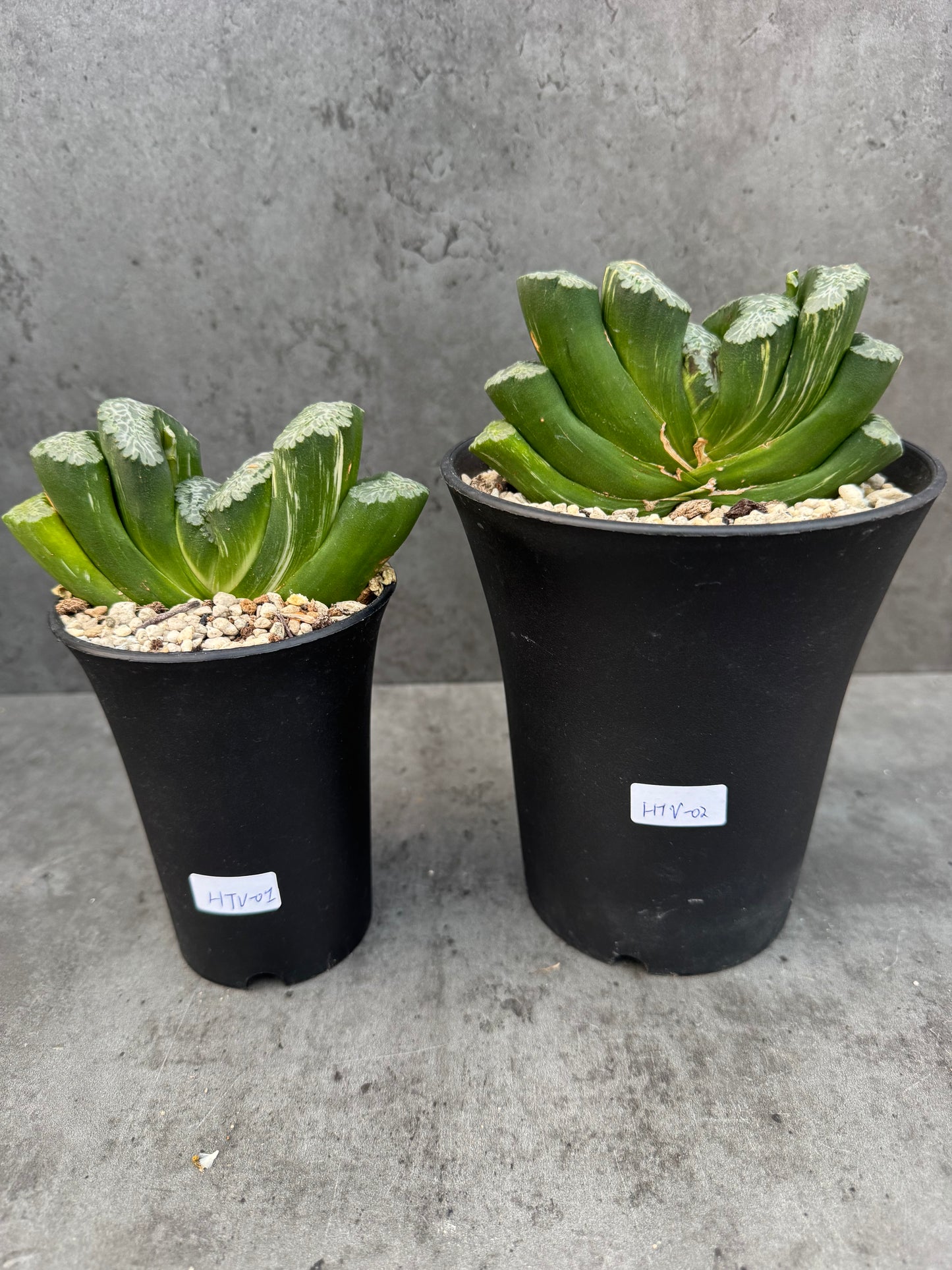 Haworthia Truncata 'Hokusai - Semi-variegata