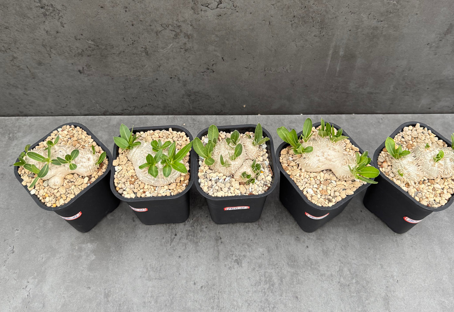 Pachypodium Brevicaule - Medium