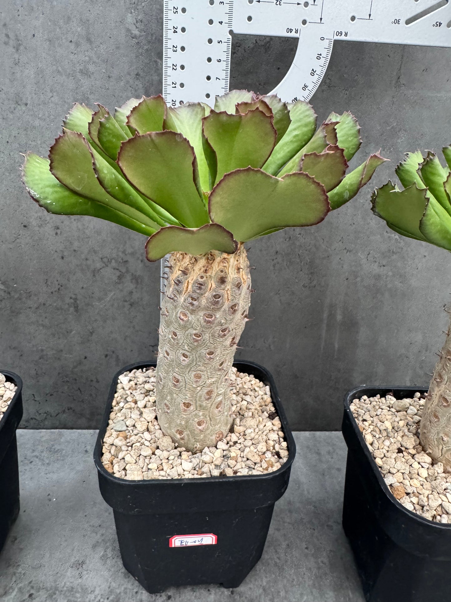 Euphorbia unispina