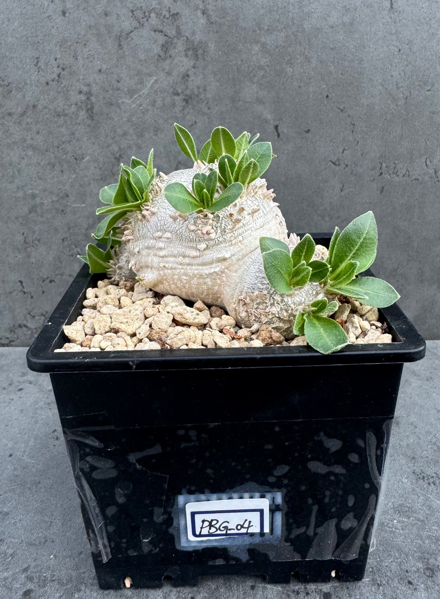 Pachypodium brevicaule – Kulturpflanzen aus deutscher Nachzucht - wurzelecht 8,5cm
